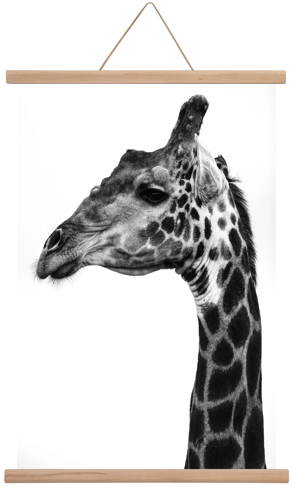 Super safari, 40x60 cm (40x60 cm), Tölgy akasztó