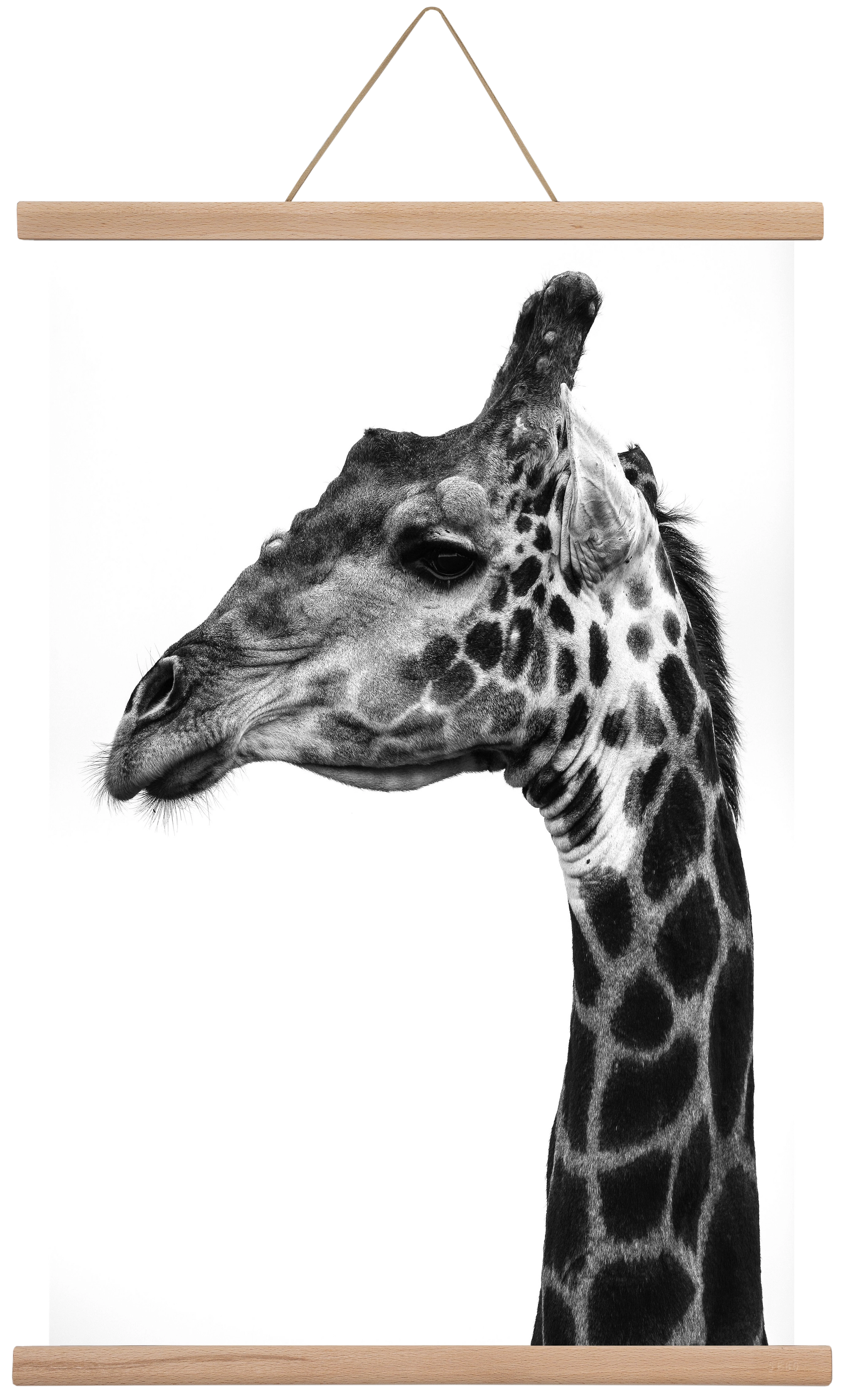 Super safari, 40x60 cm (40x60 cm), Tölgy akasztó