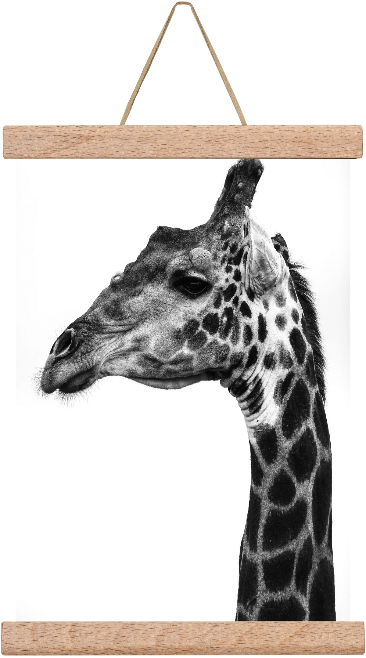 Super safari, 20x30 cm (20x30 cm), Tölgy akasztó