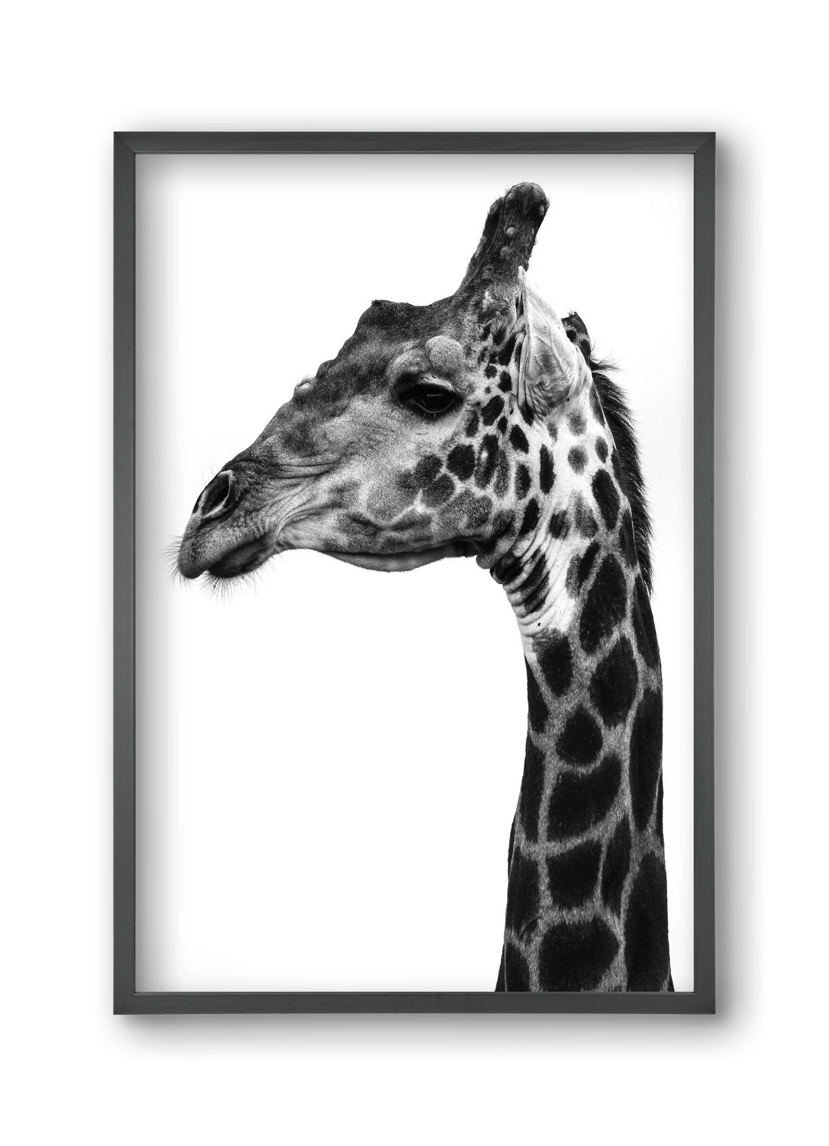 Super safari, 30x45 cm (30x45 cm), Fekete keret