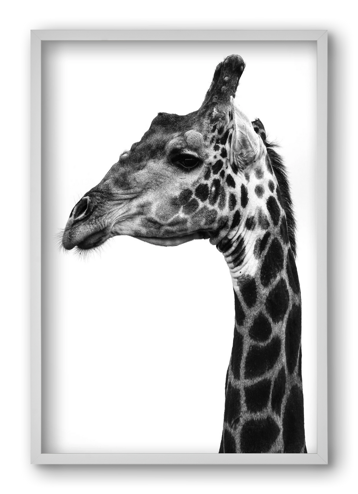 Super safari, 40x60 cm (40x60 cm), Fehér keret