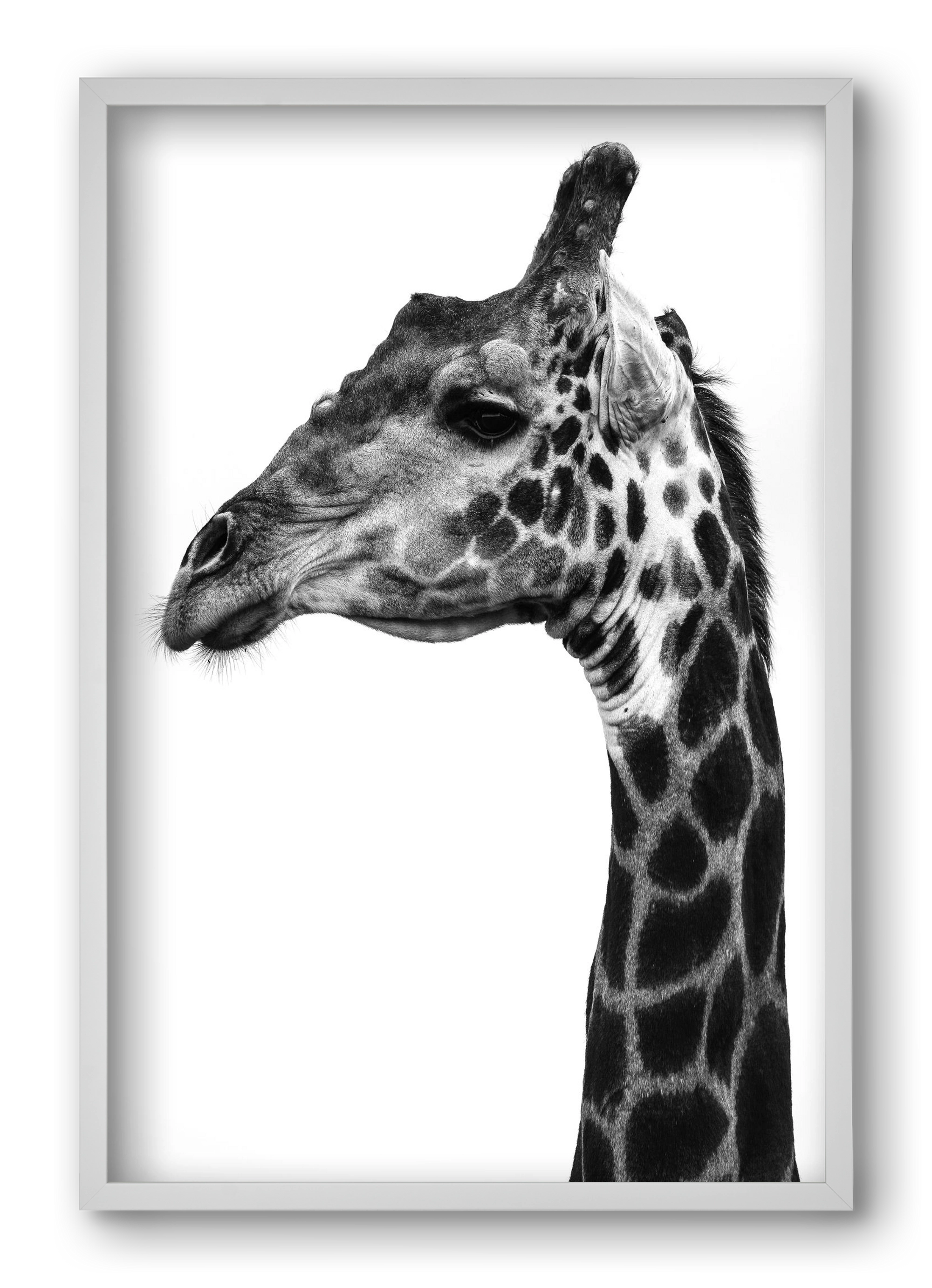 Super safari, 40x60 cm (40x60 cm), Fehér keret