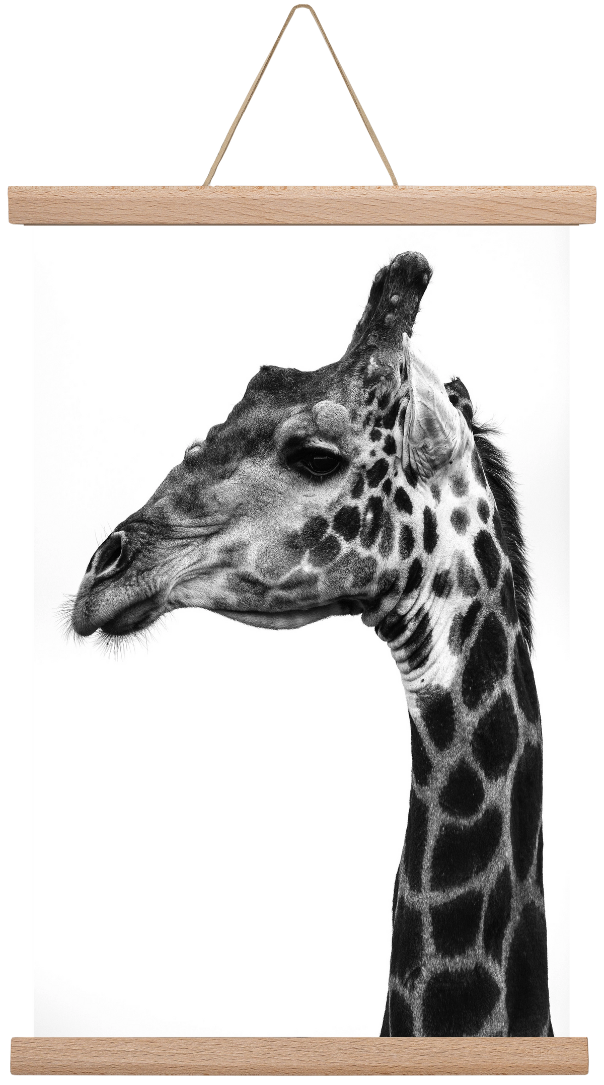 Super safari, 30x45 cm (30x45 cm), Tölgy akasztó