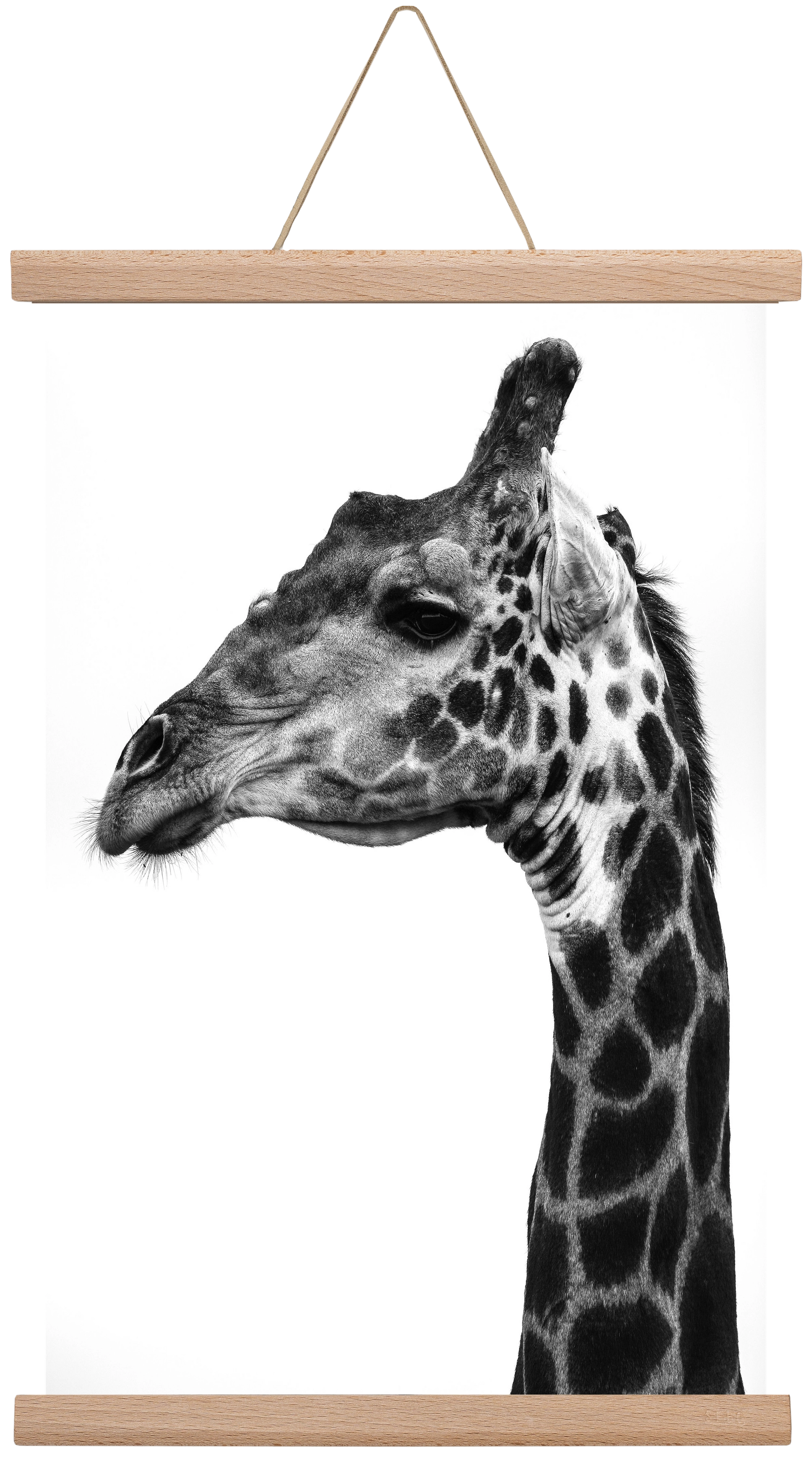 Super safari, 30x45 cm (30x45 cm), Tölgy akasztó