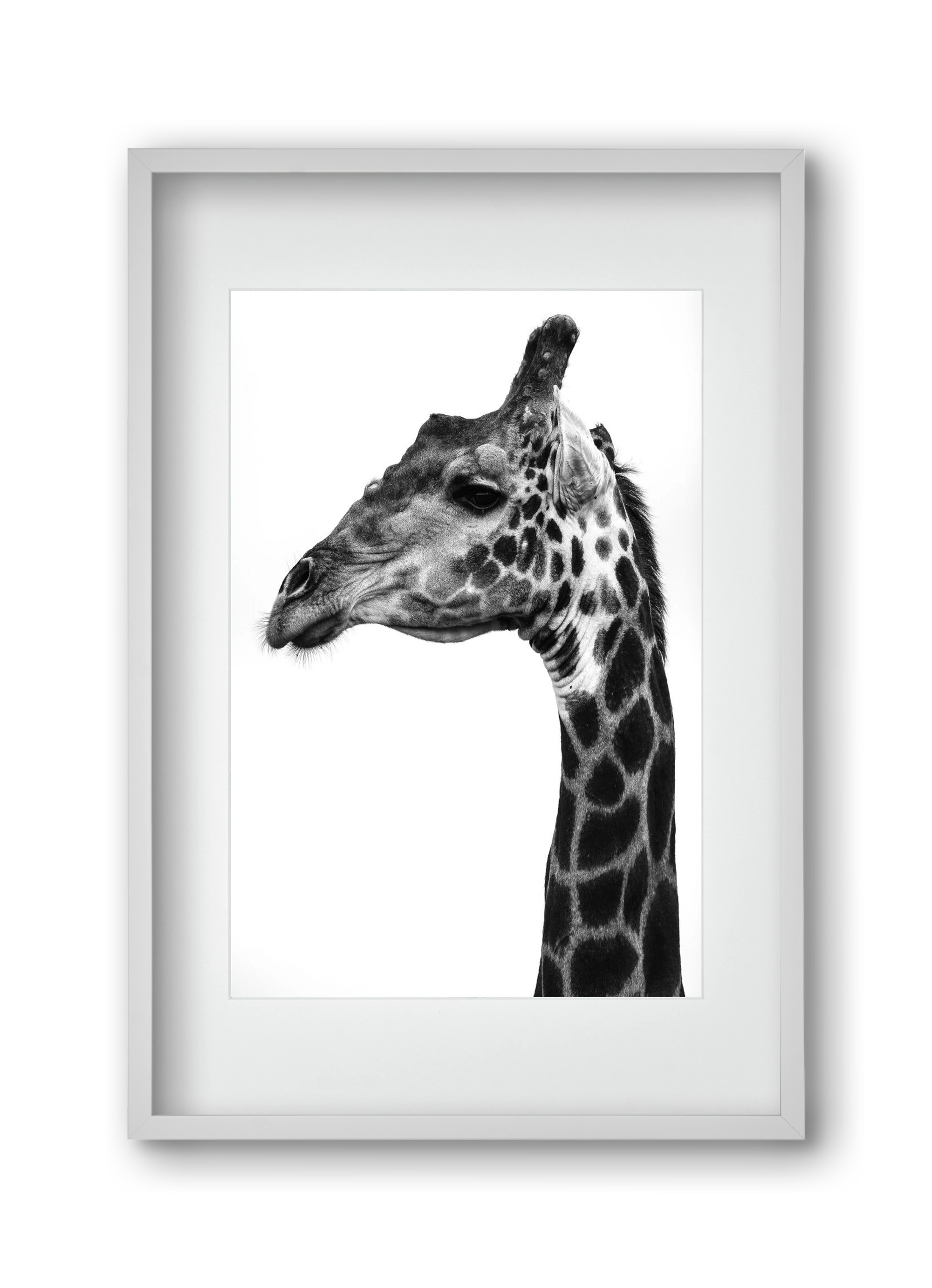 Super safari, 30x45 cm (20x30 cm), Fehér keret, paszpartuval