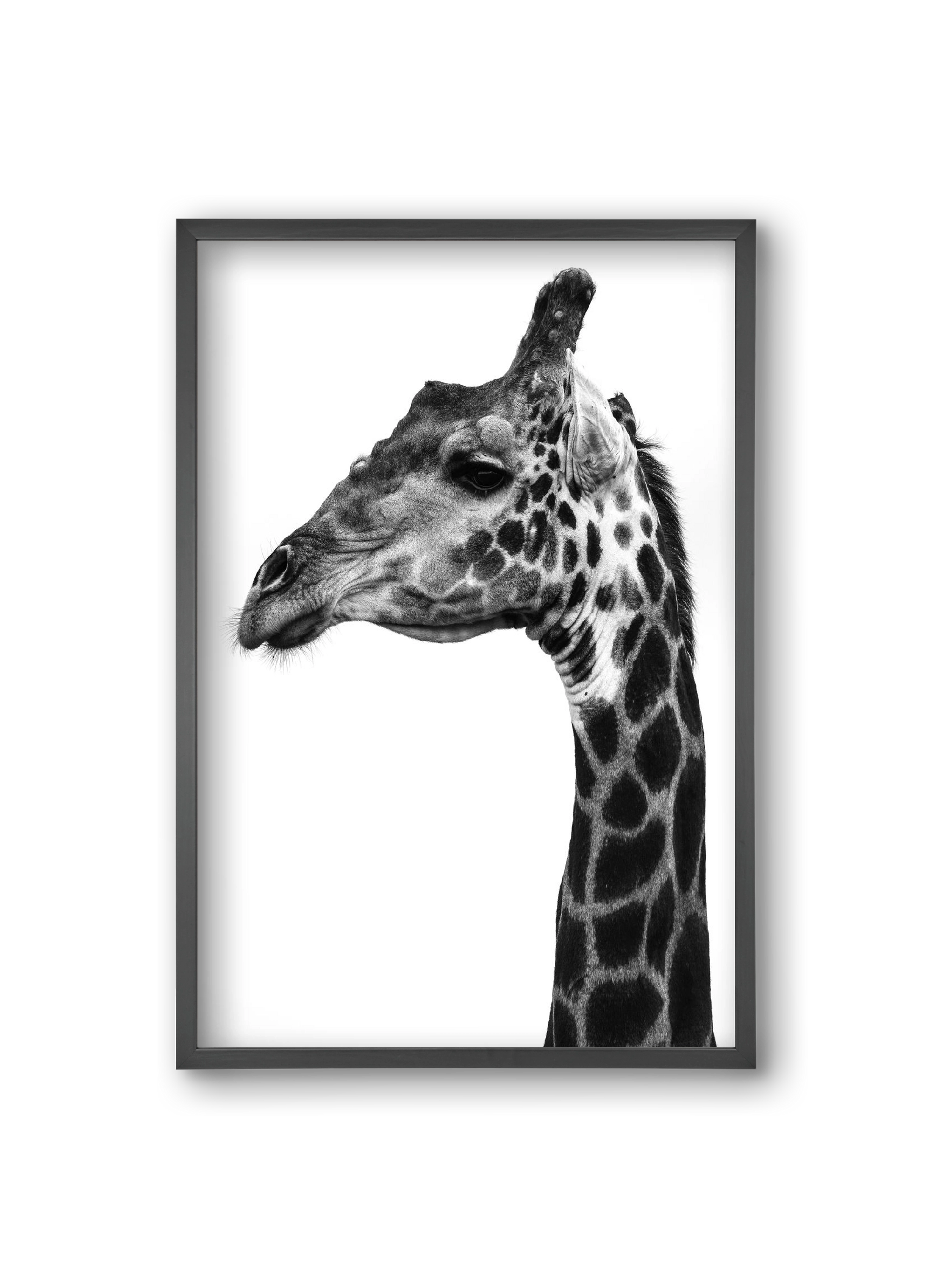 Super safari, 20x30 cm (20x30 cm), Fekete keret