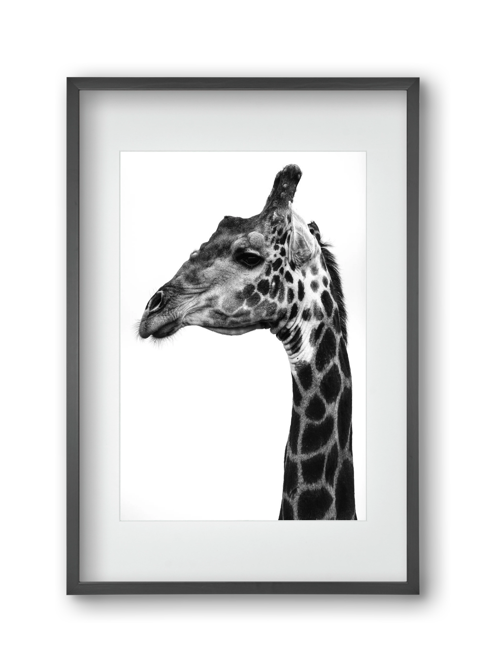 Super safari, 30x45 cm (20x30 cm), Fekete keret, paszpartuval