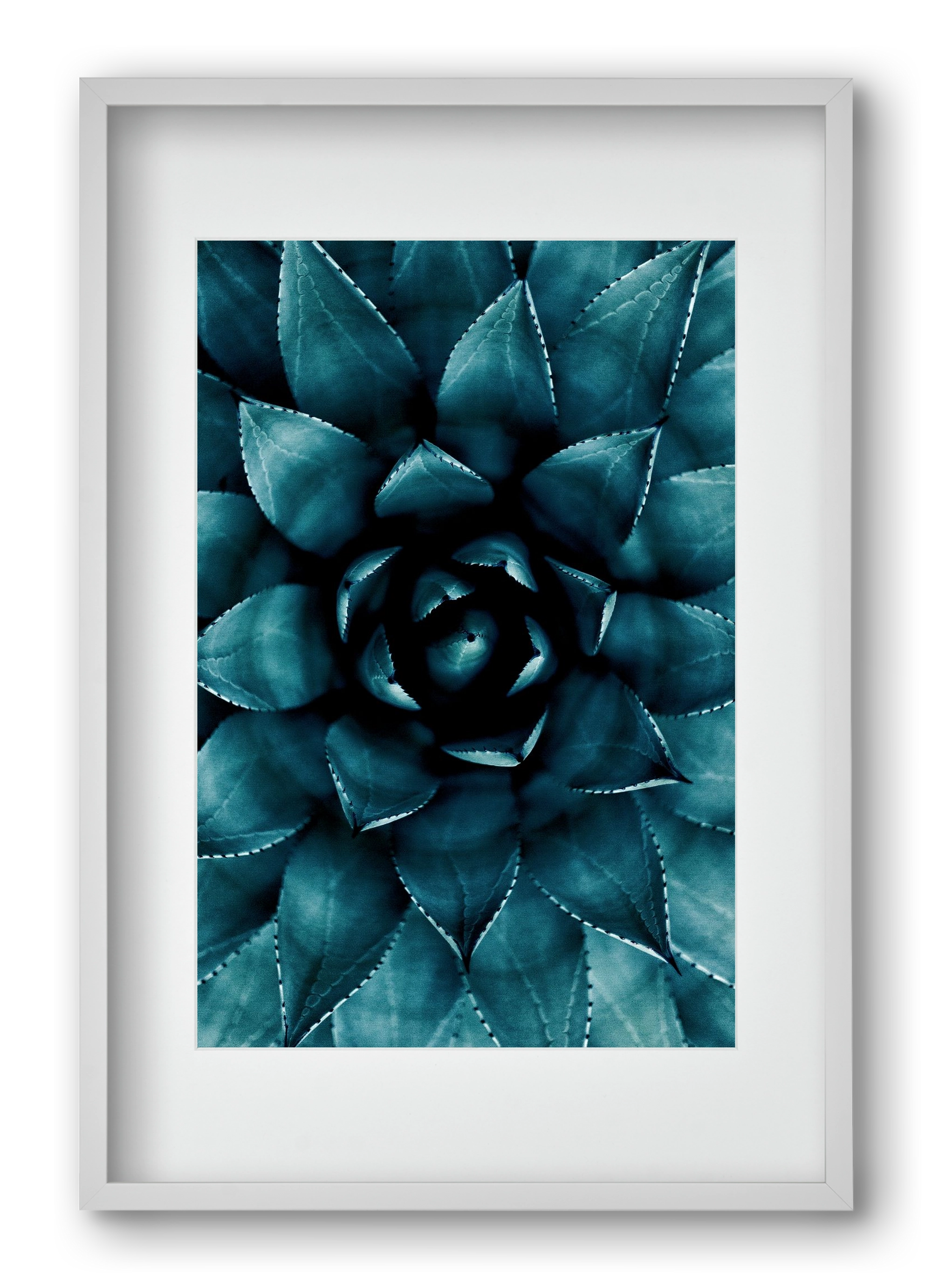 Cactus No. 9, 40x60 cm (30x45 cm), Fehér keret, paszpartuval