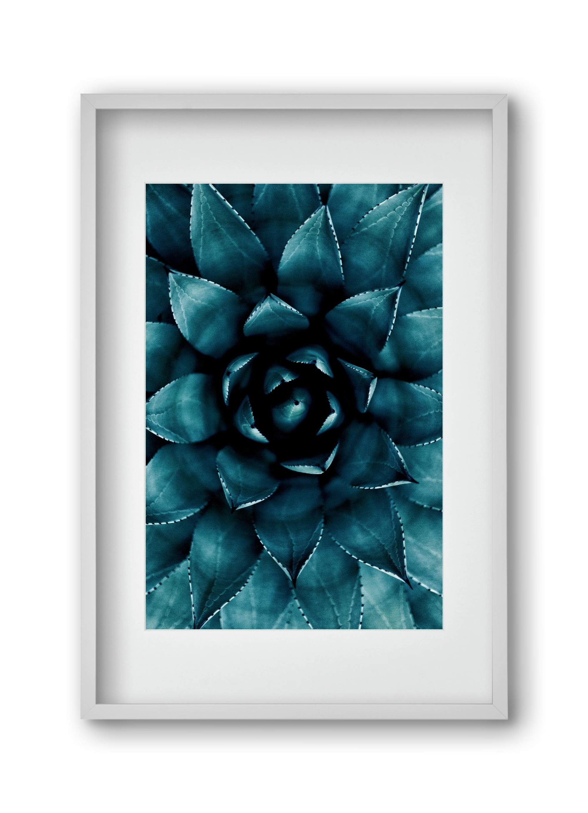 Cactus No. 9, 30x45 cm (20x30 cm), Fehér keret, paszpartuval