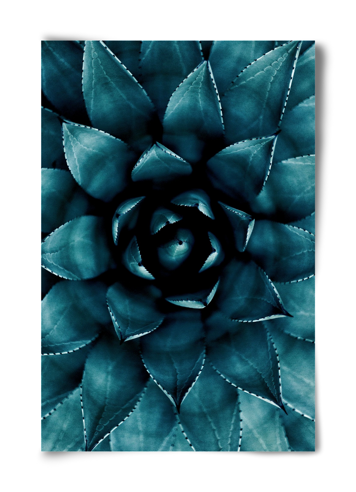 Cactus No. 9, 40x60 cm, Keret nélkül