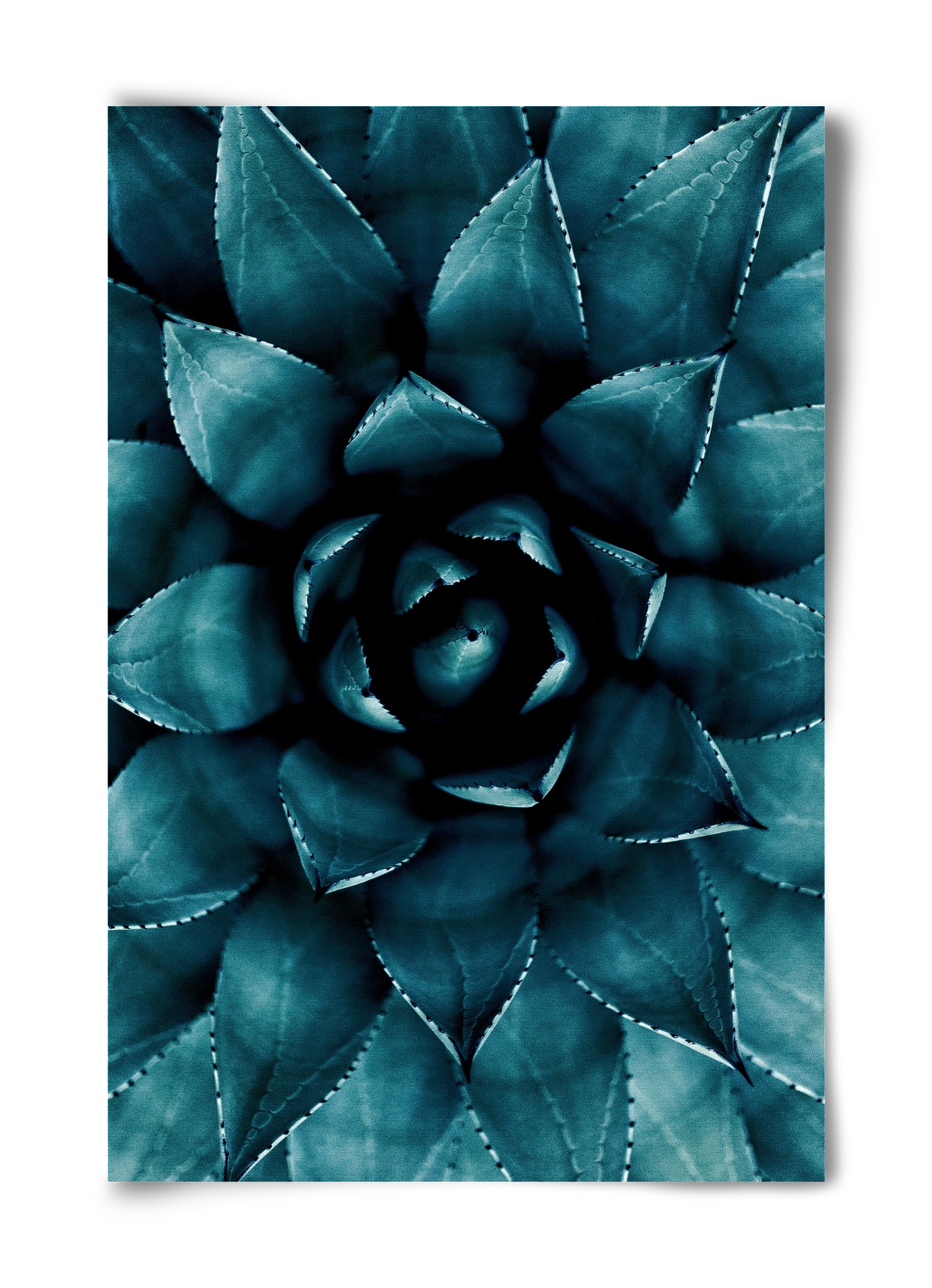 Cactus No. 9, 40x60 cm, Keret nélkül