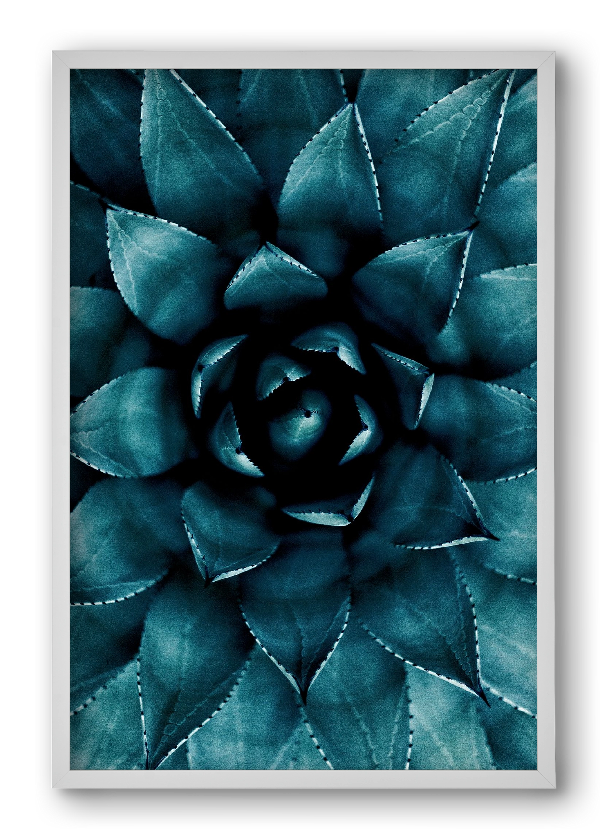 Cactus No. 9, 40x60 cm (40x60 cm), Fehér keret