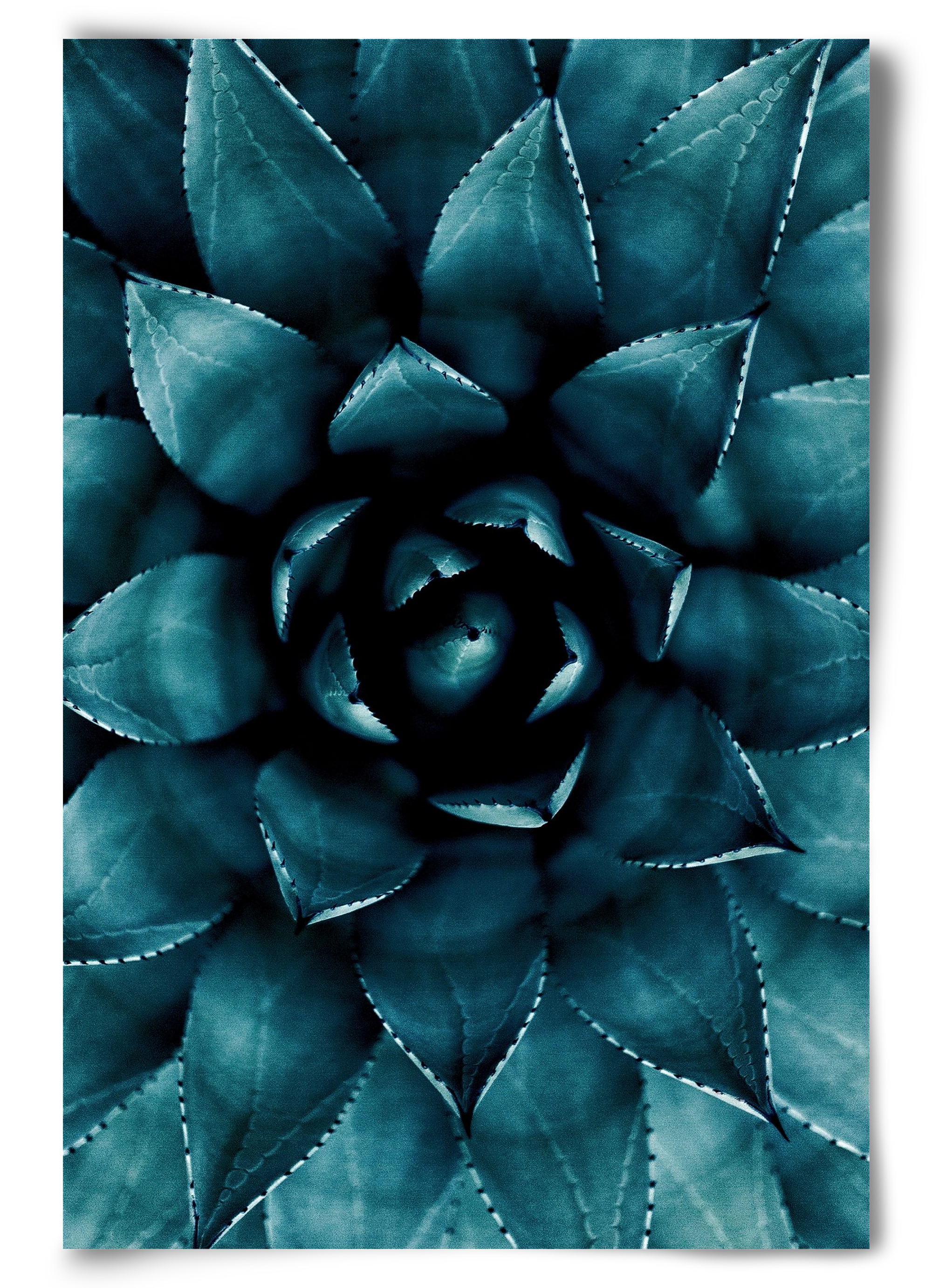 Cactus No. 9, 60x90 cm, Keret nélkül