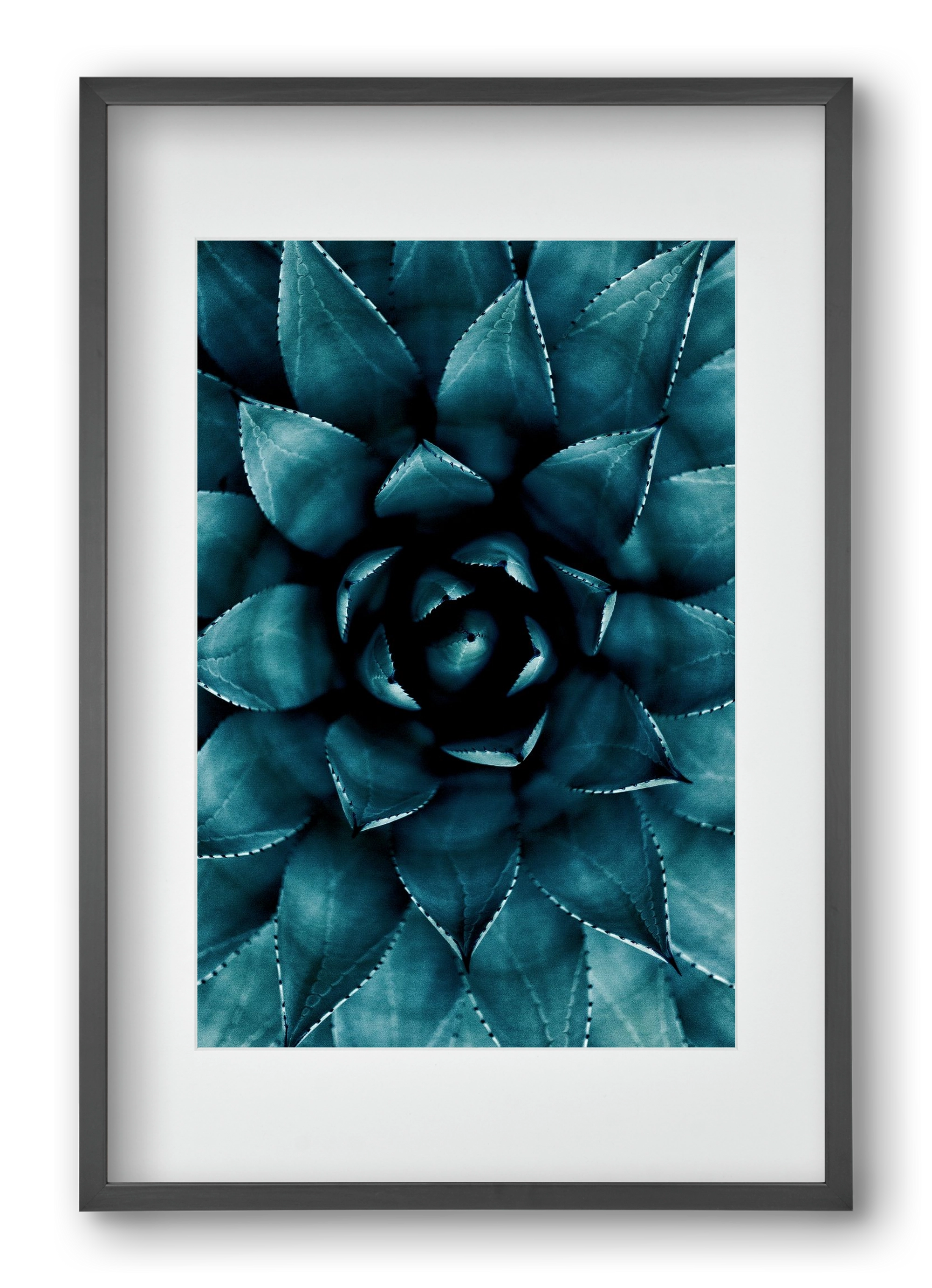 Cactus No. 9, 40x60 cm (30x45 cm), Fekete keret, paszpartuval