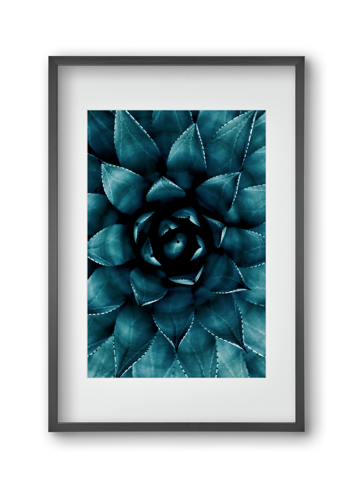 Cactus No. 9, 30x45 cm (20x30 cm), Fekete keret, paszpartuval