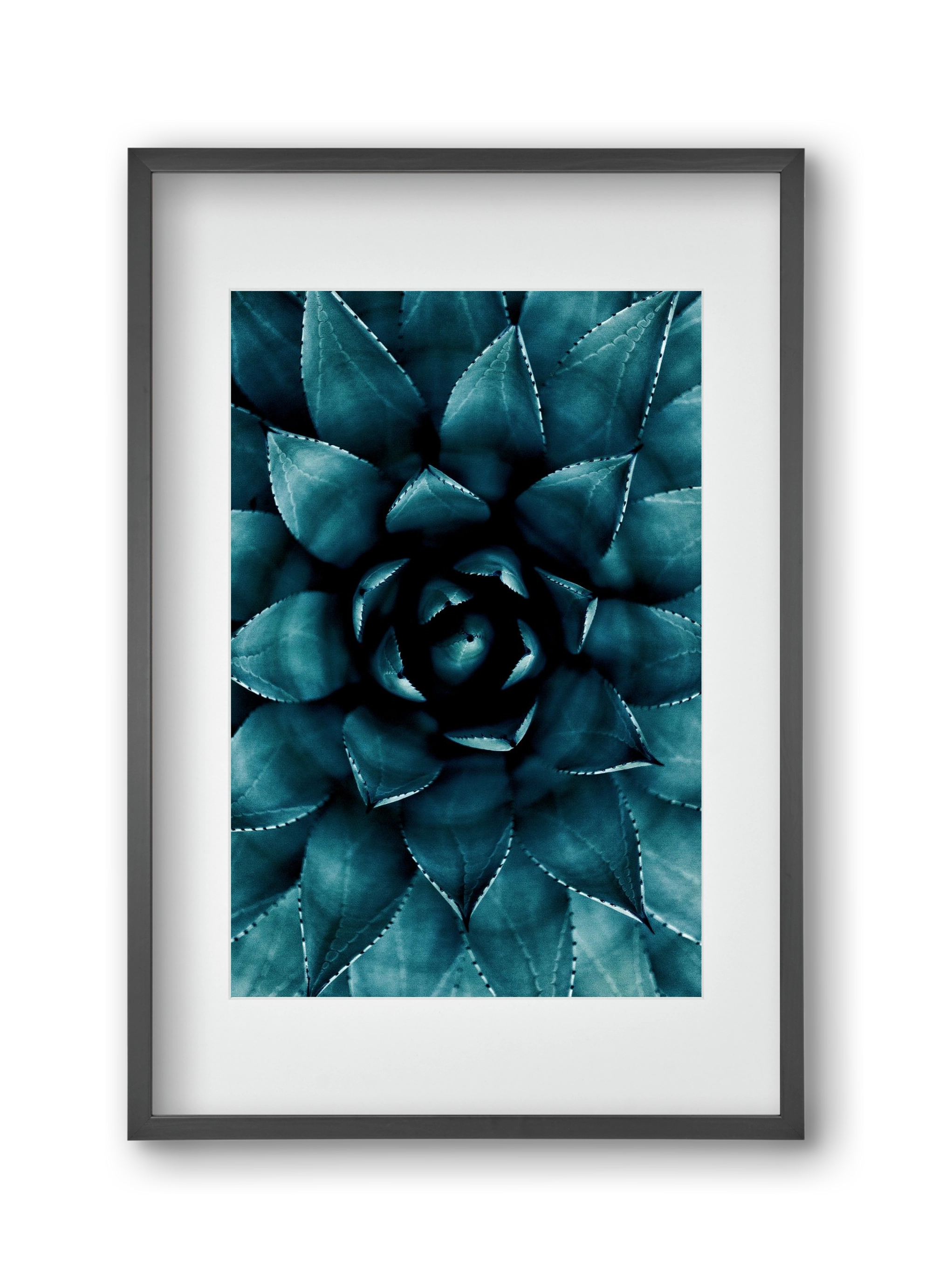 Cactus No. 9, 30x45 cm (20x30 cm), Fekete keret, paszpartuval