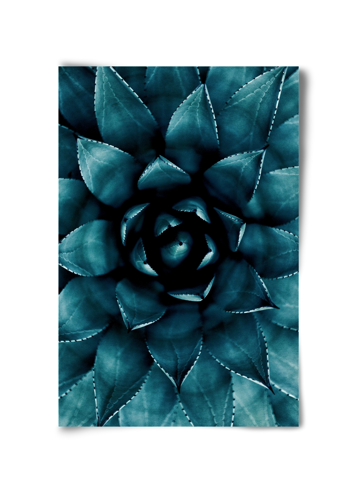 Cactus No. 9, 30x45 cm, Keret nélkül