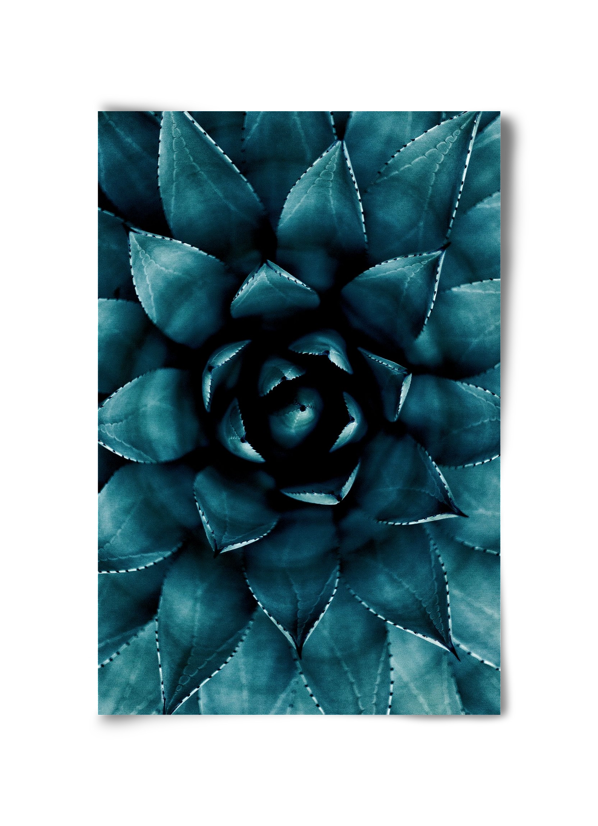 Cactus No. 9, 30x45 cm, Keret nélkül