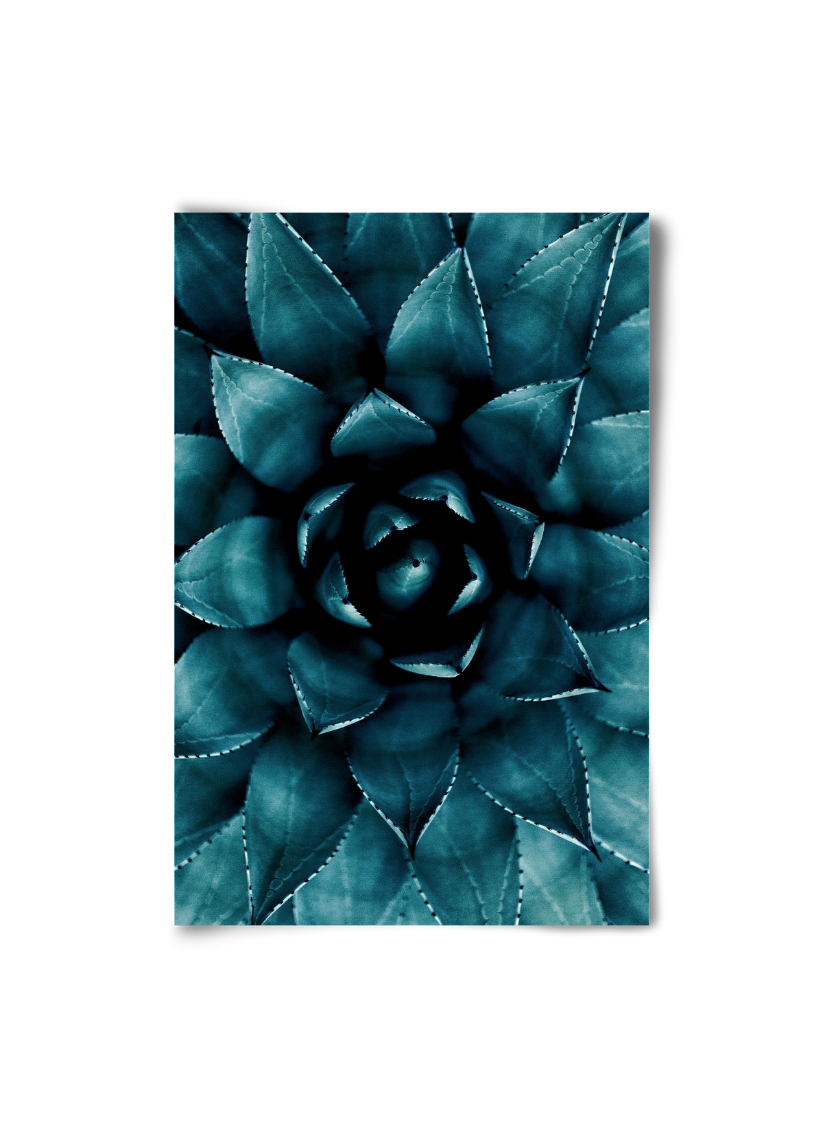 Cactus No. 9, 20x30 cm, Keret nélkül