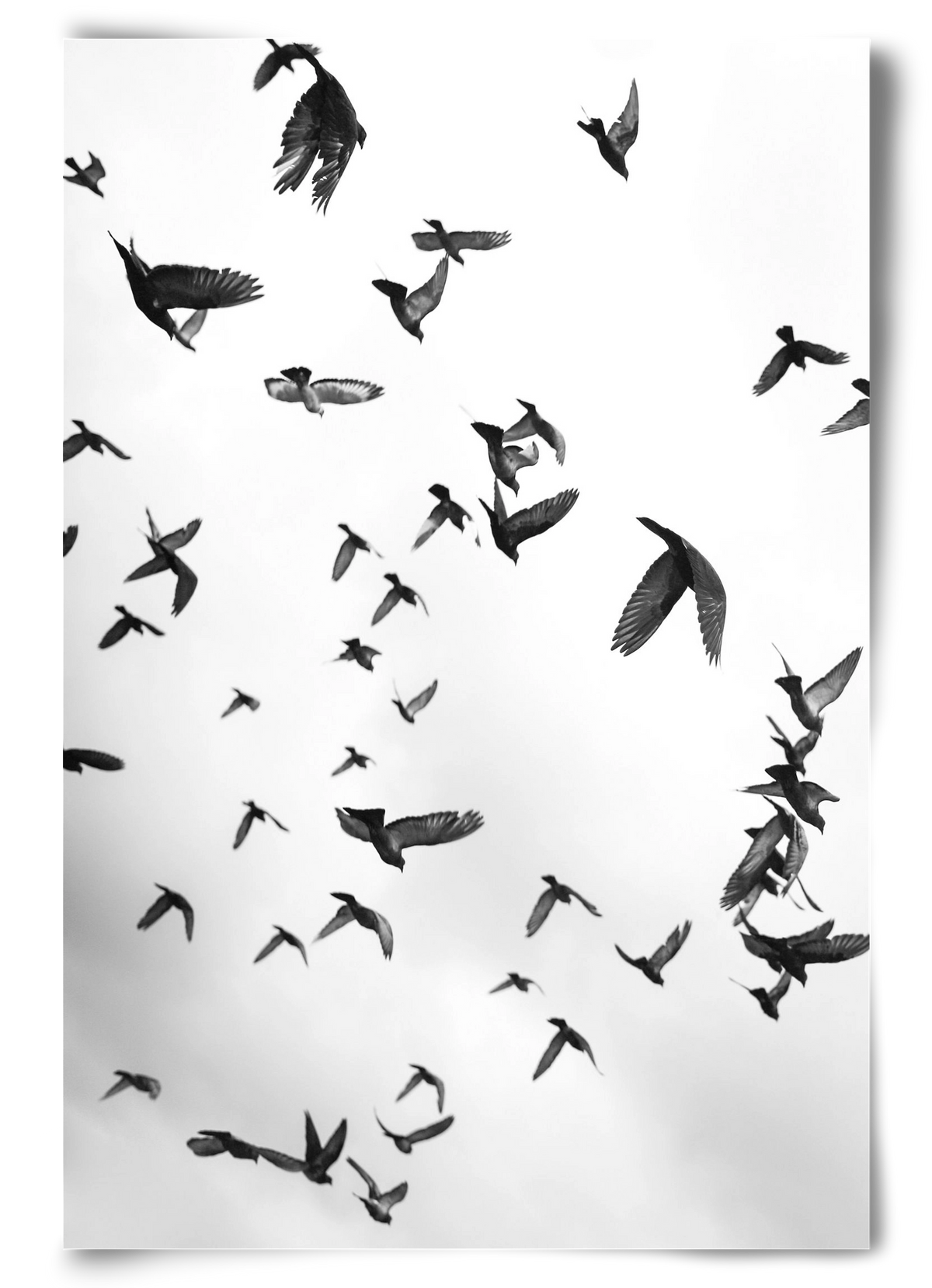 Flight & Freedom II., 60x90 cm, Keret nélkül