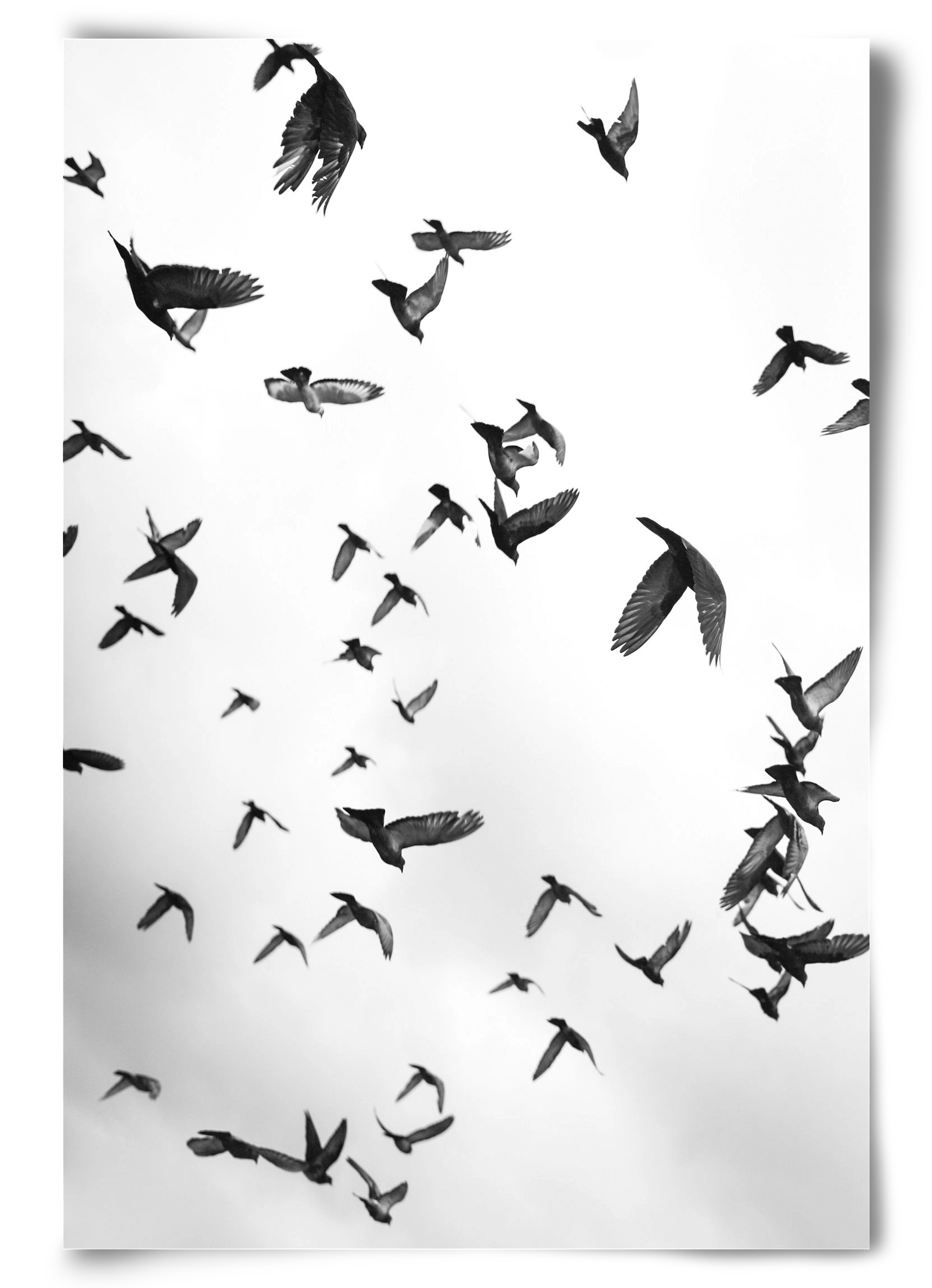 Flight & Freedom II., 60x90 cm, Keret nélkül