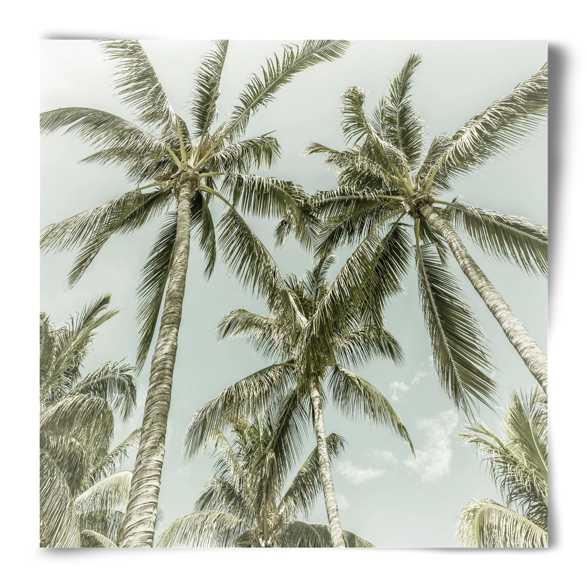 Lovely Palm Trees | Vintage, 50x50 cm, Keret nélkül