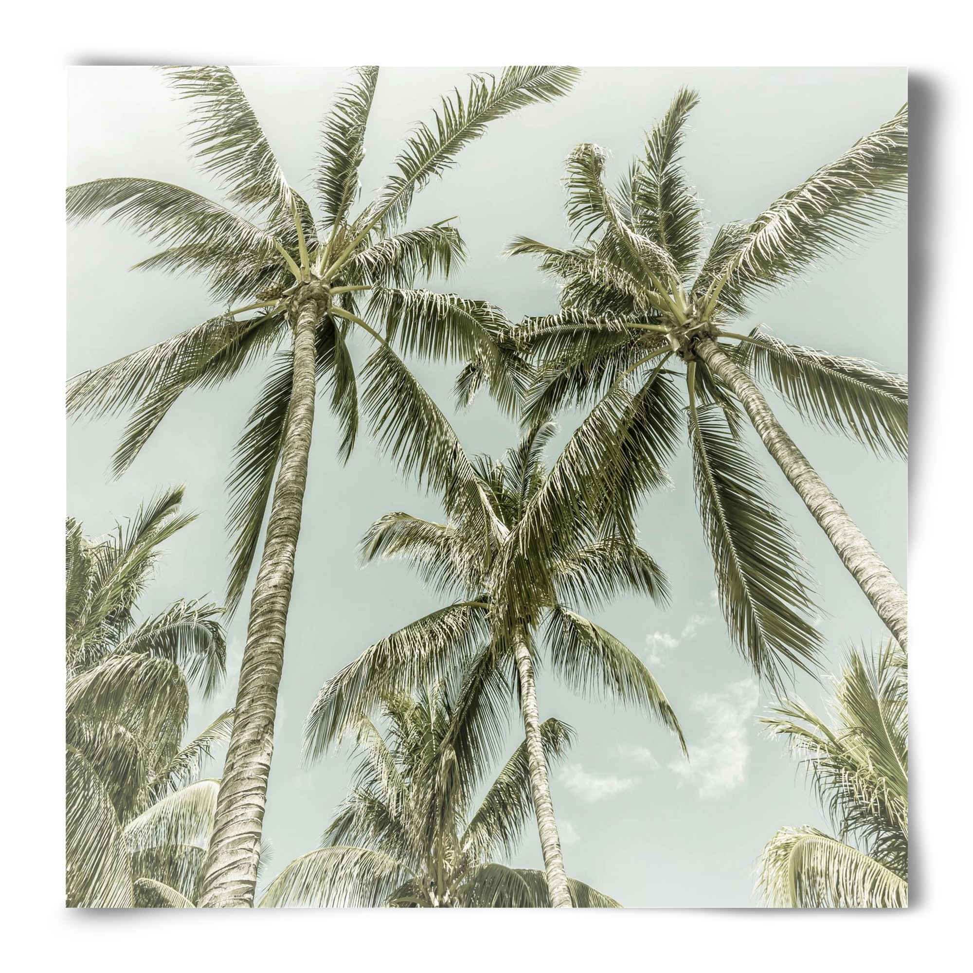Lovely Palm Trees | Vintage, 50x50 cm, Keret nélkül