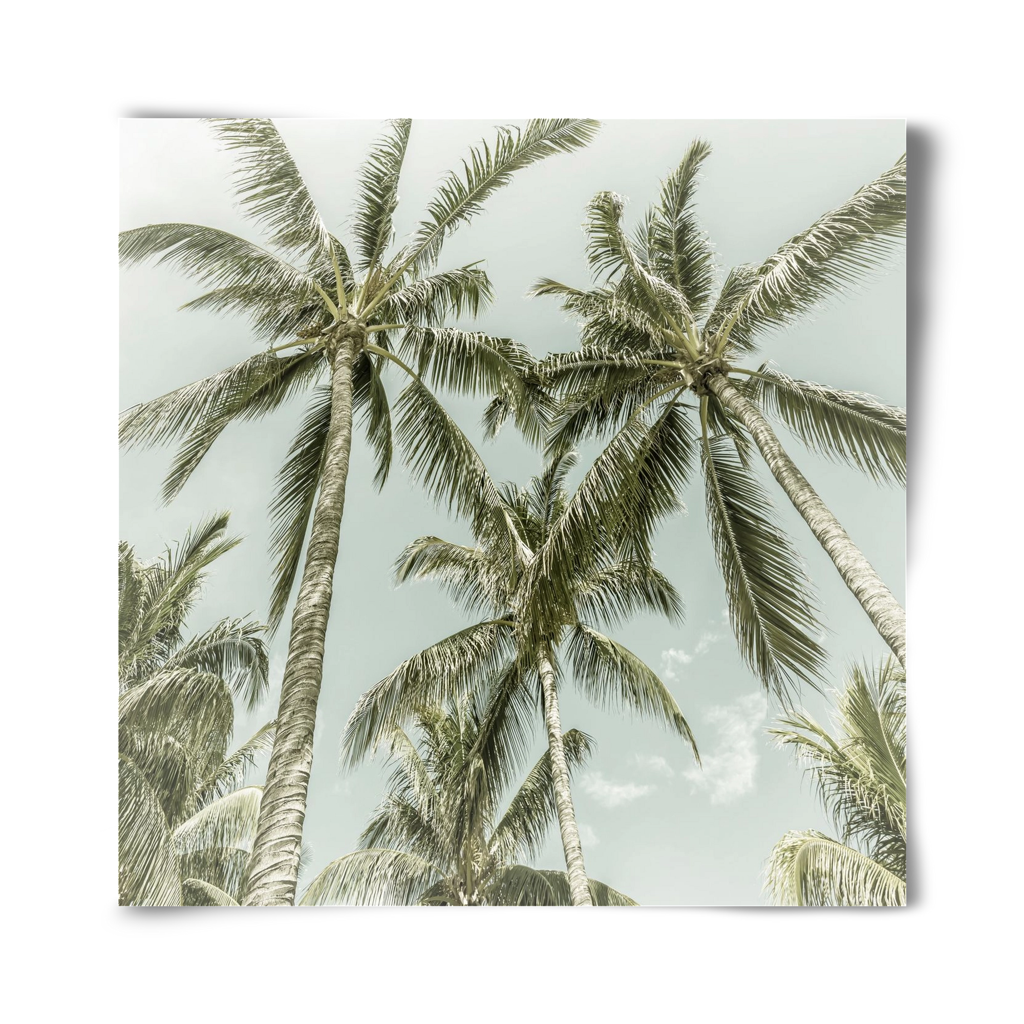 Lovely Palm Trees | Vintage, 40x40 cm, Keret nélkül