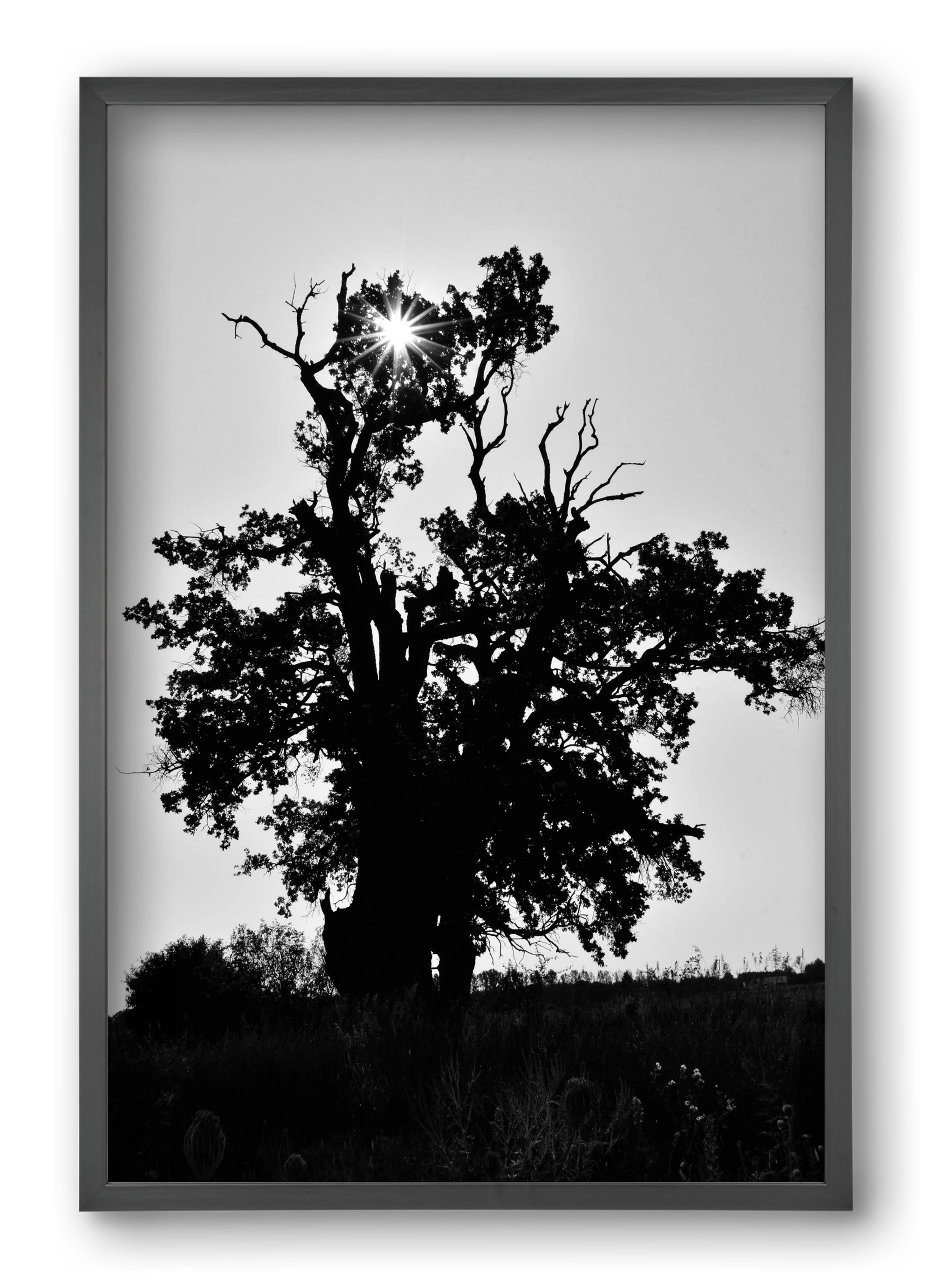 The Oak, 40x60 cm (40x60 cm), Fekete keret