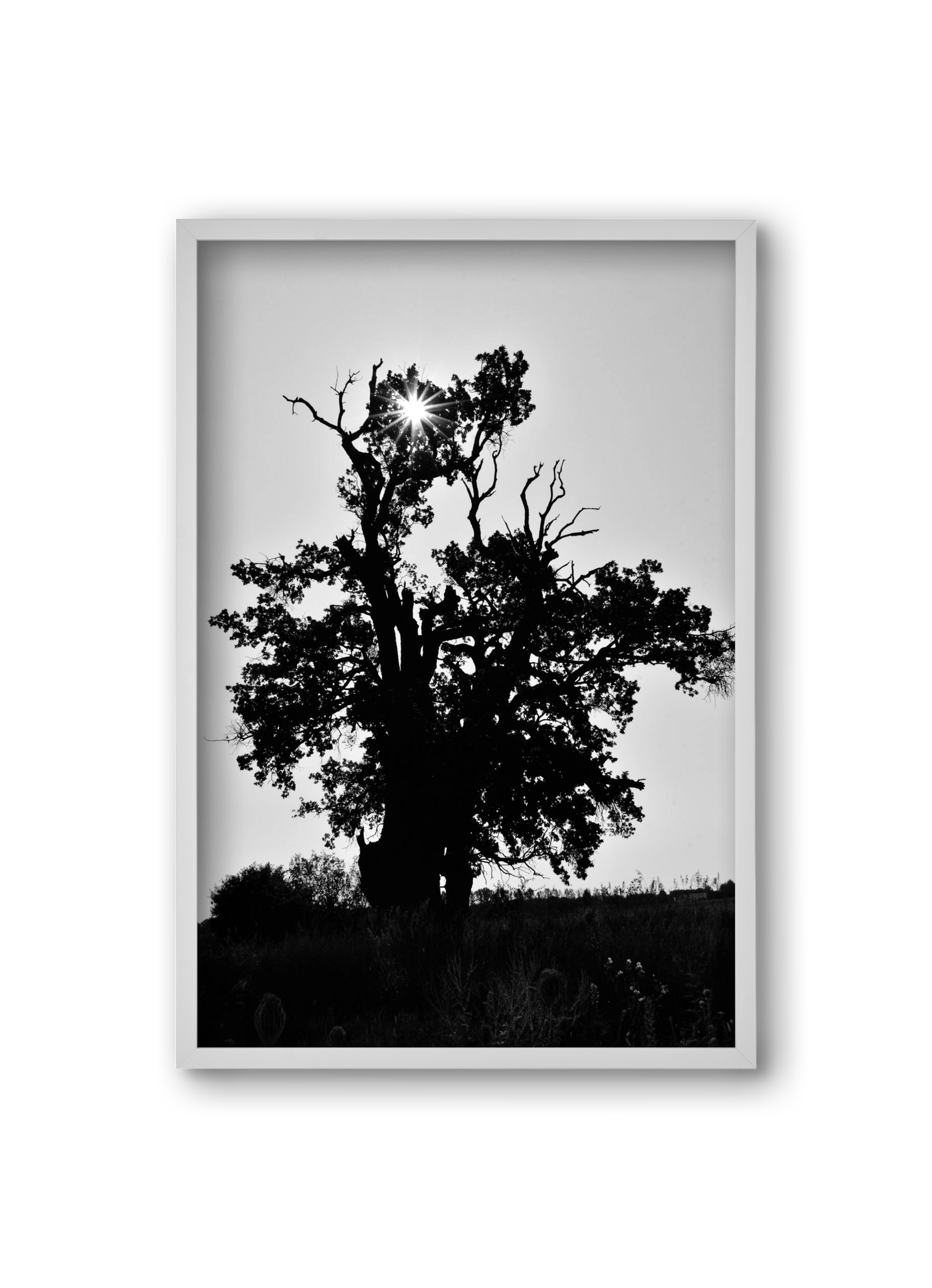 The Oak, 20x30 cm (20x30 cm), Fehér keret