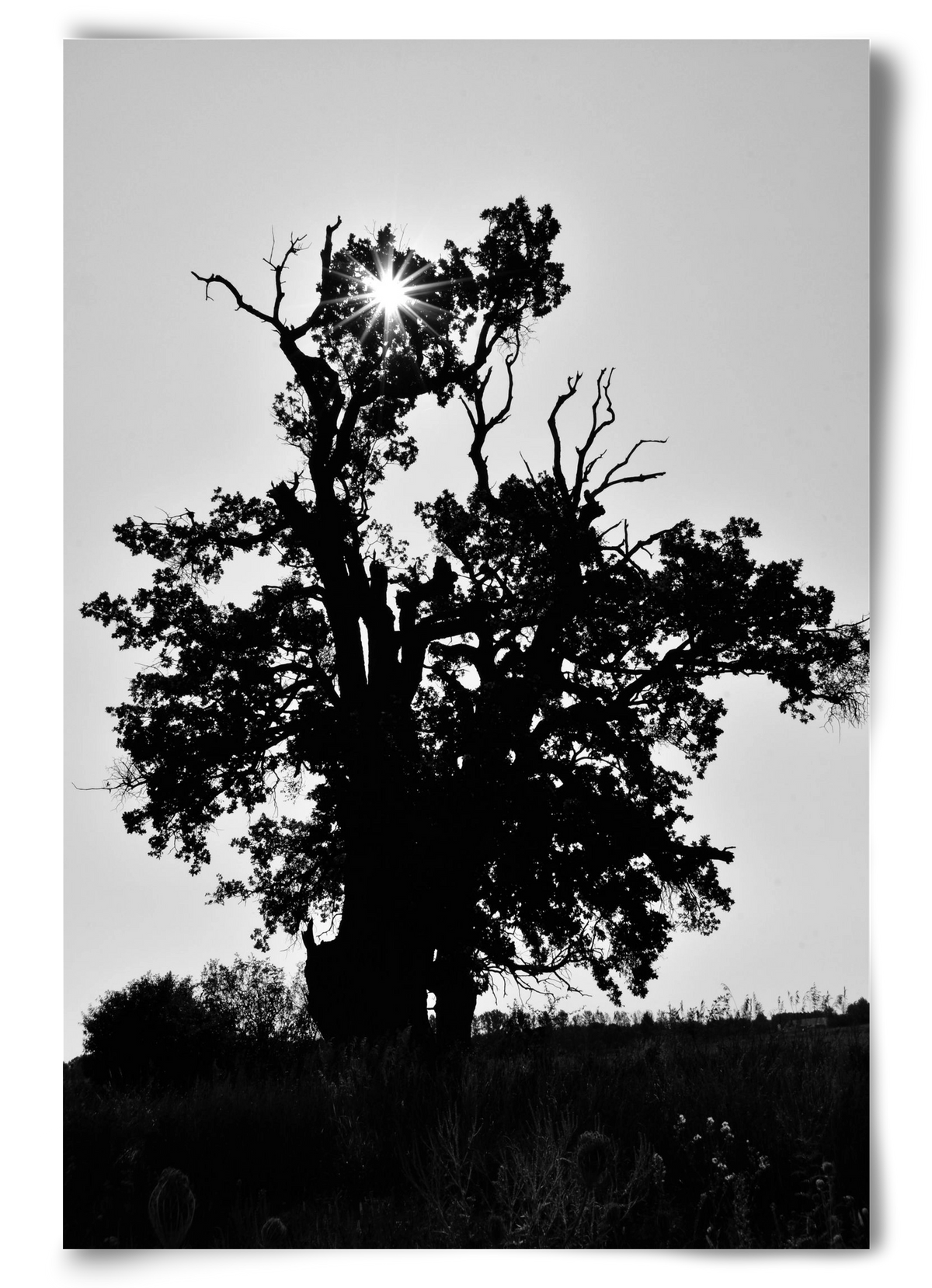 The Oak, 60x90 cm, Keret nélkül