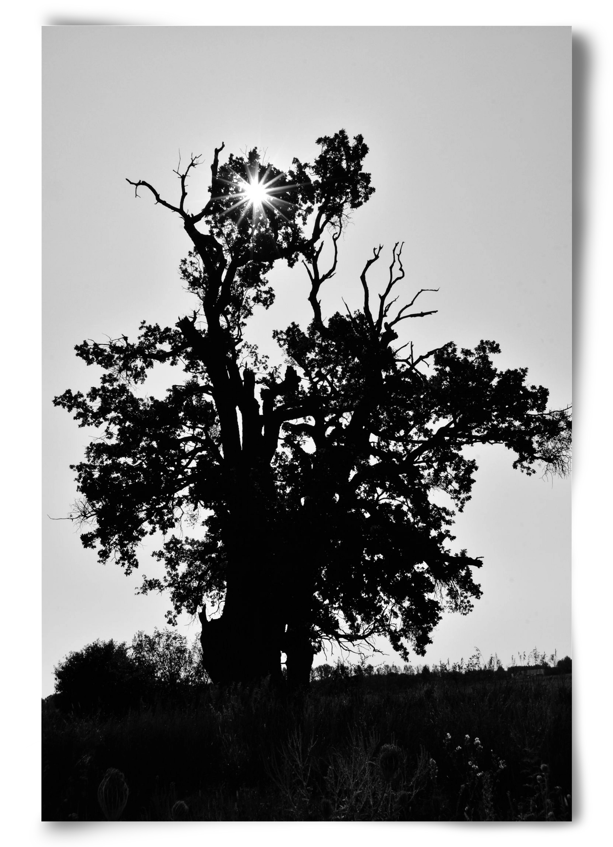 The Oak, 60x90 cm, Keret nélkül