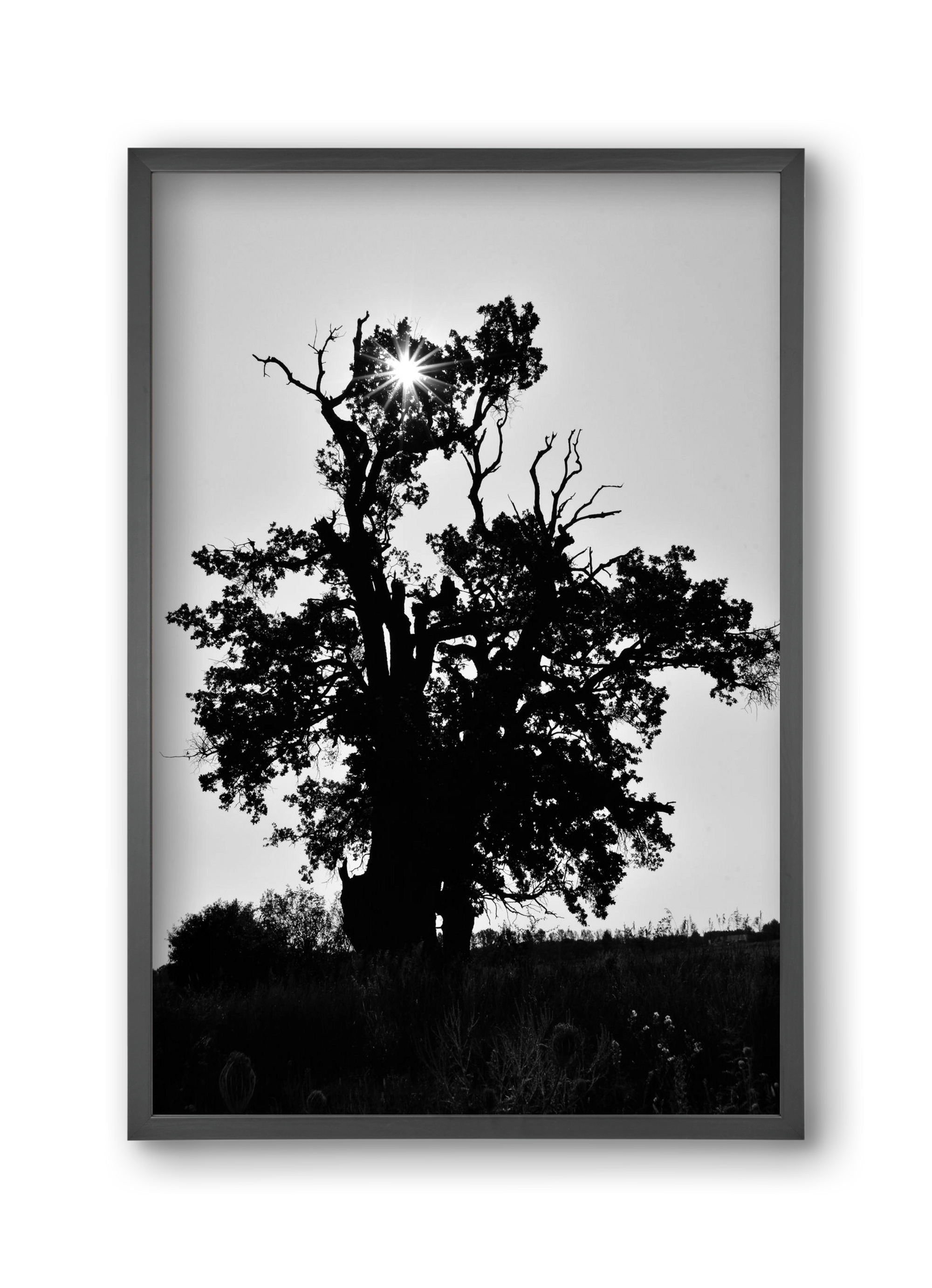 The Oak, 30x45 cm (30x45 cm), Fekete keret