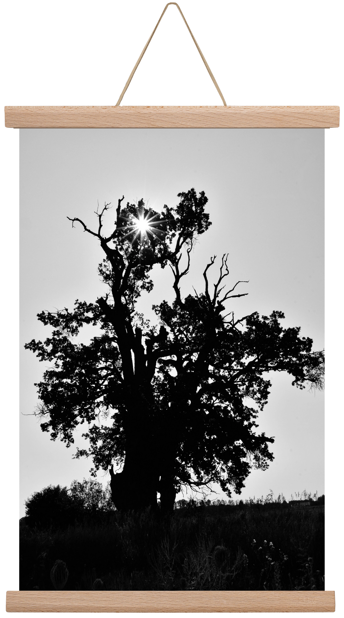 The Oak, 30x45 cm (30x45 cm), Tölgy akasztó