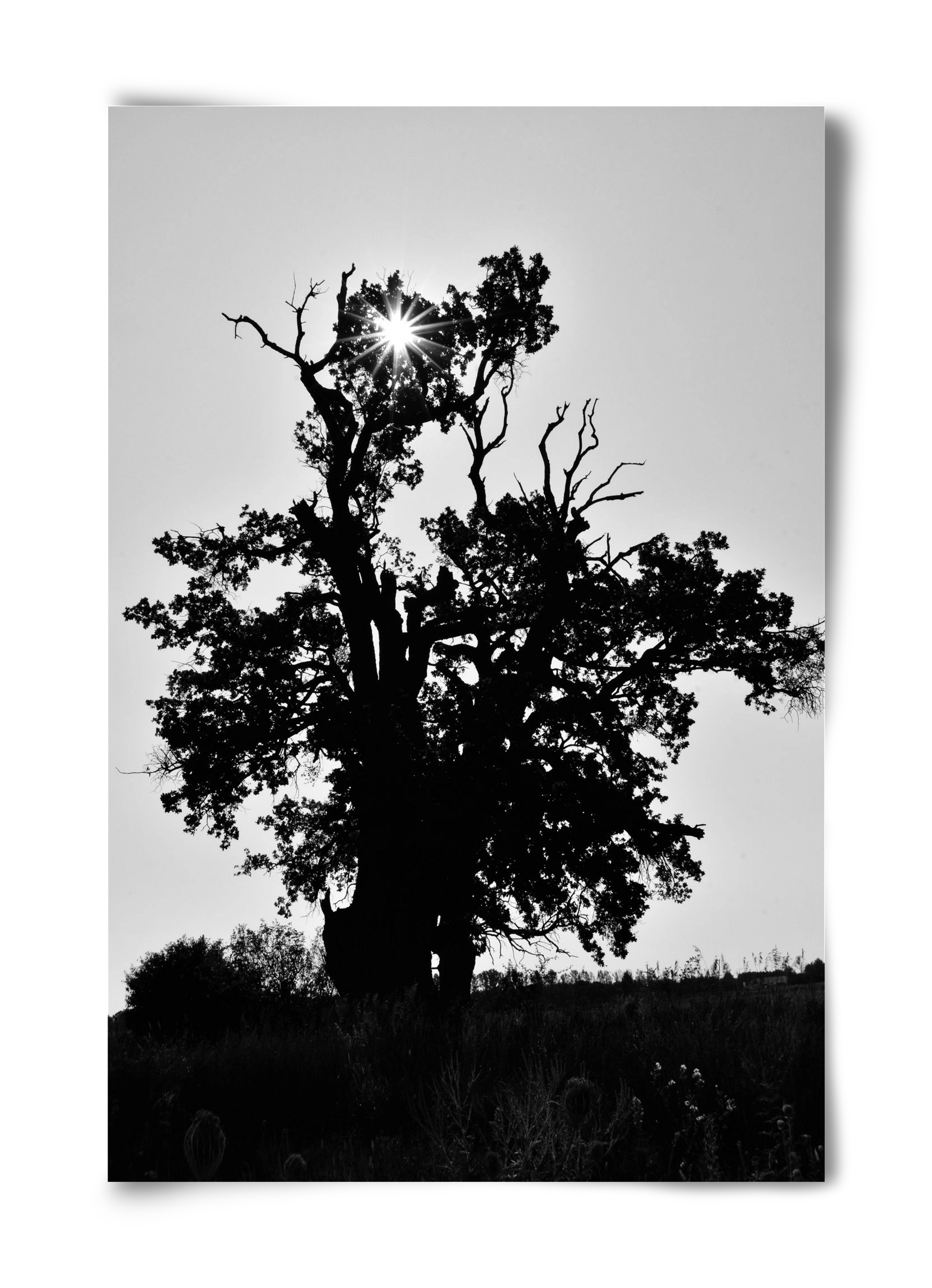 The Oak, 40x60 cm, Keret nélkül