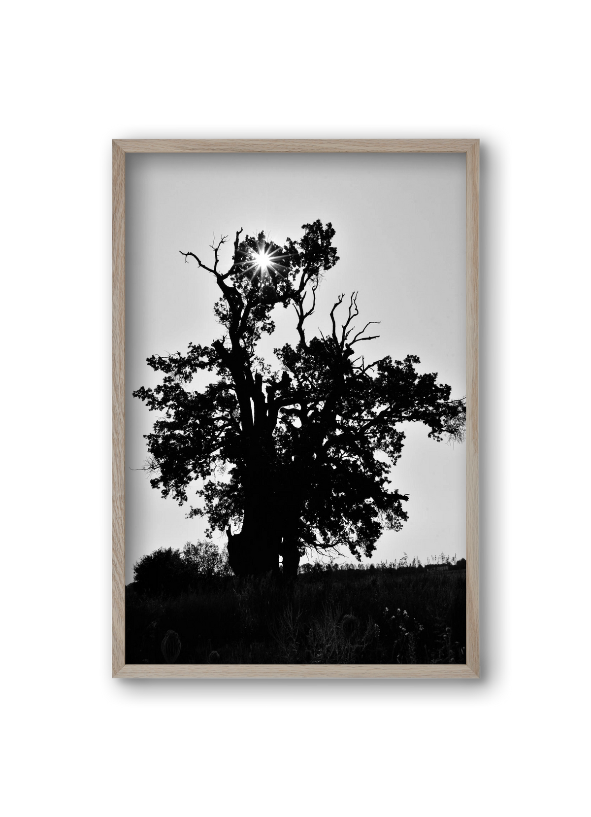 The Oak, 20x30 cm (20x30 cm), Tölgy keret