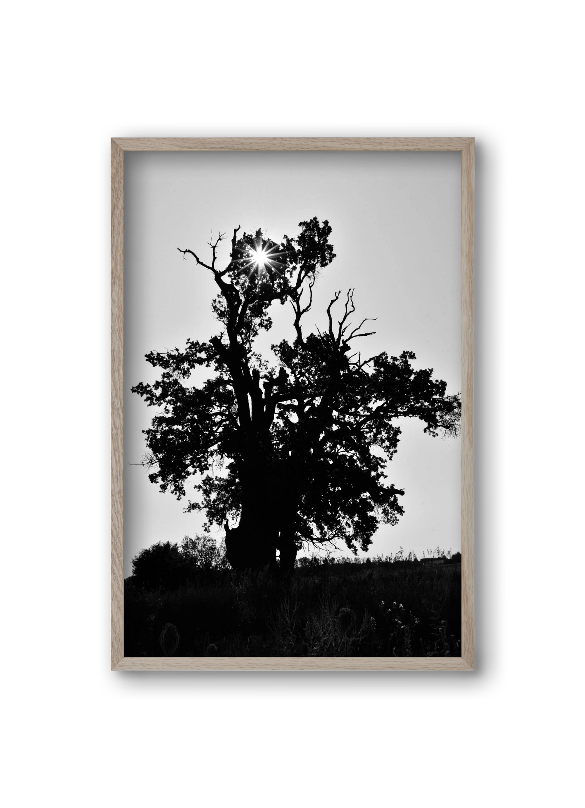 The Oak, 20x30 cm (20x30 cm), Tölgy keret