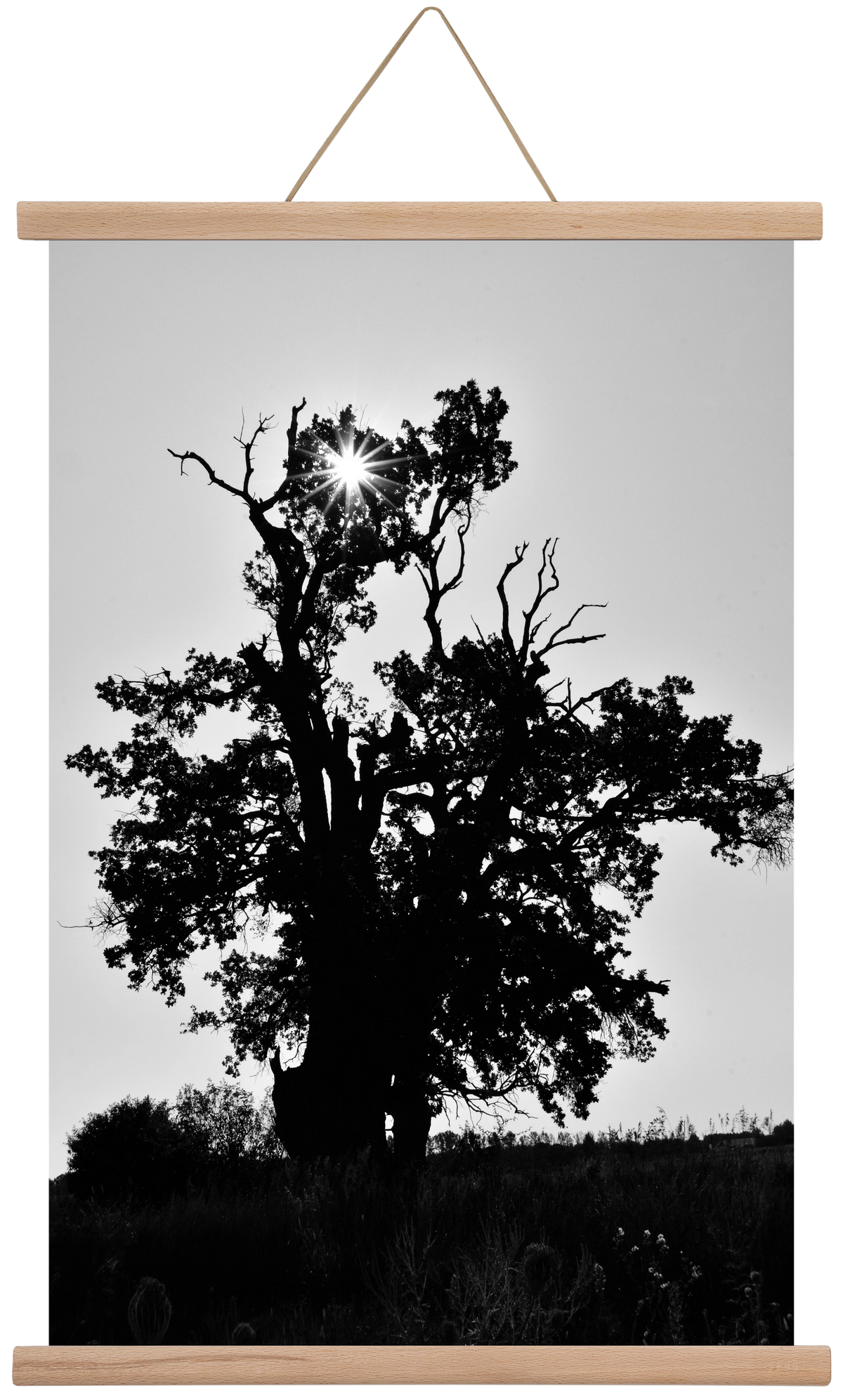 The Oak, 40x60 cm (40x60 cm), Tölgy akasztó