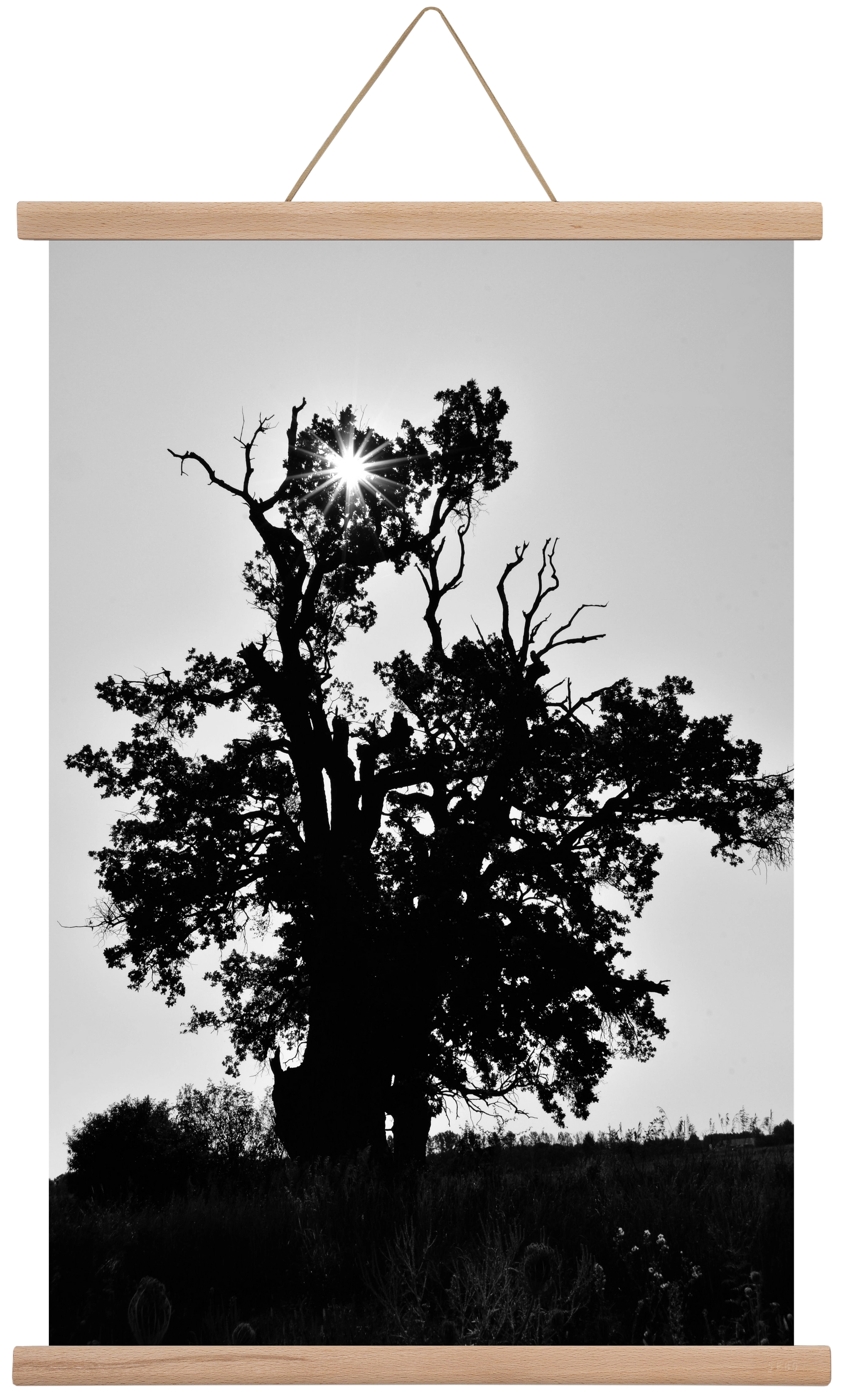 The Oak, 40x60 cm (40x60 cm), Tölgy akasztó