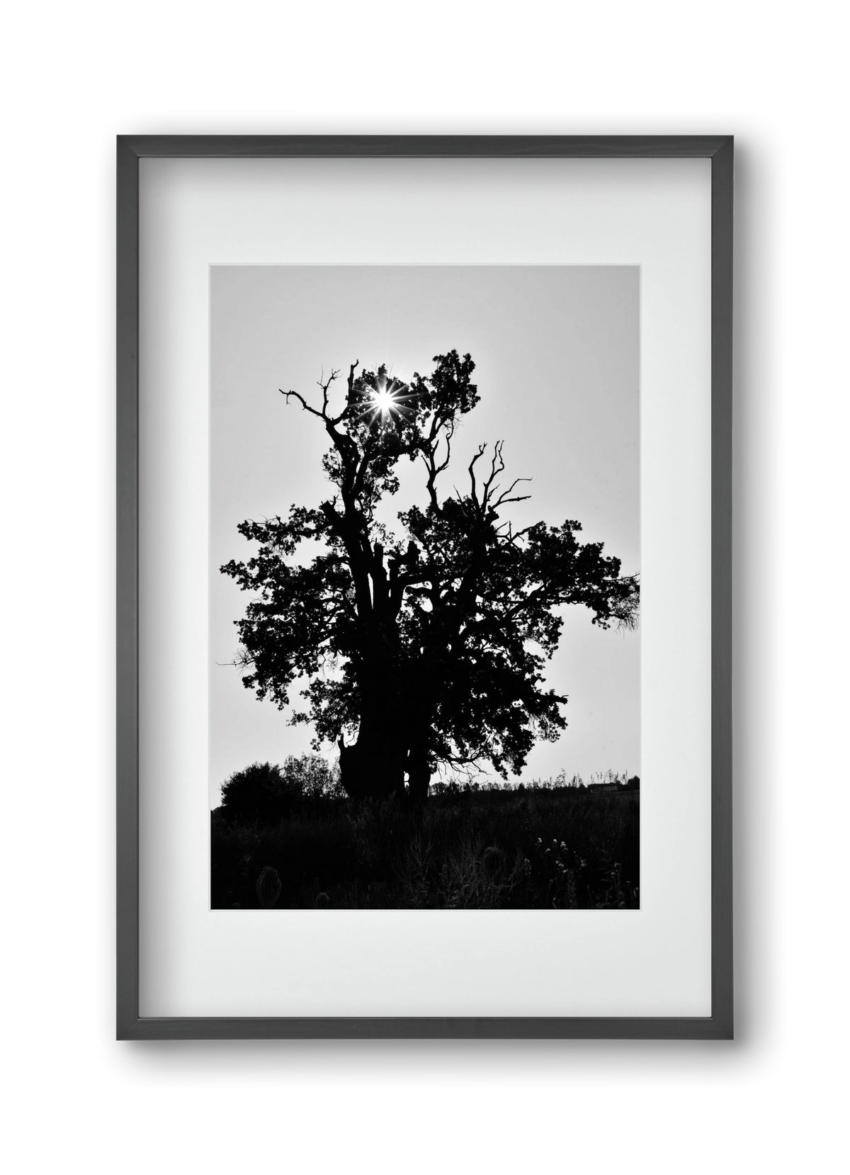 The Oak, 30x45 cm (20x30 cm), Fekete keret, paszpartuval