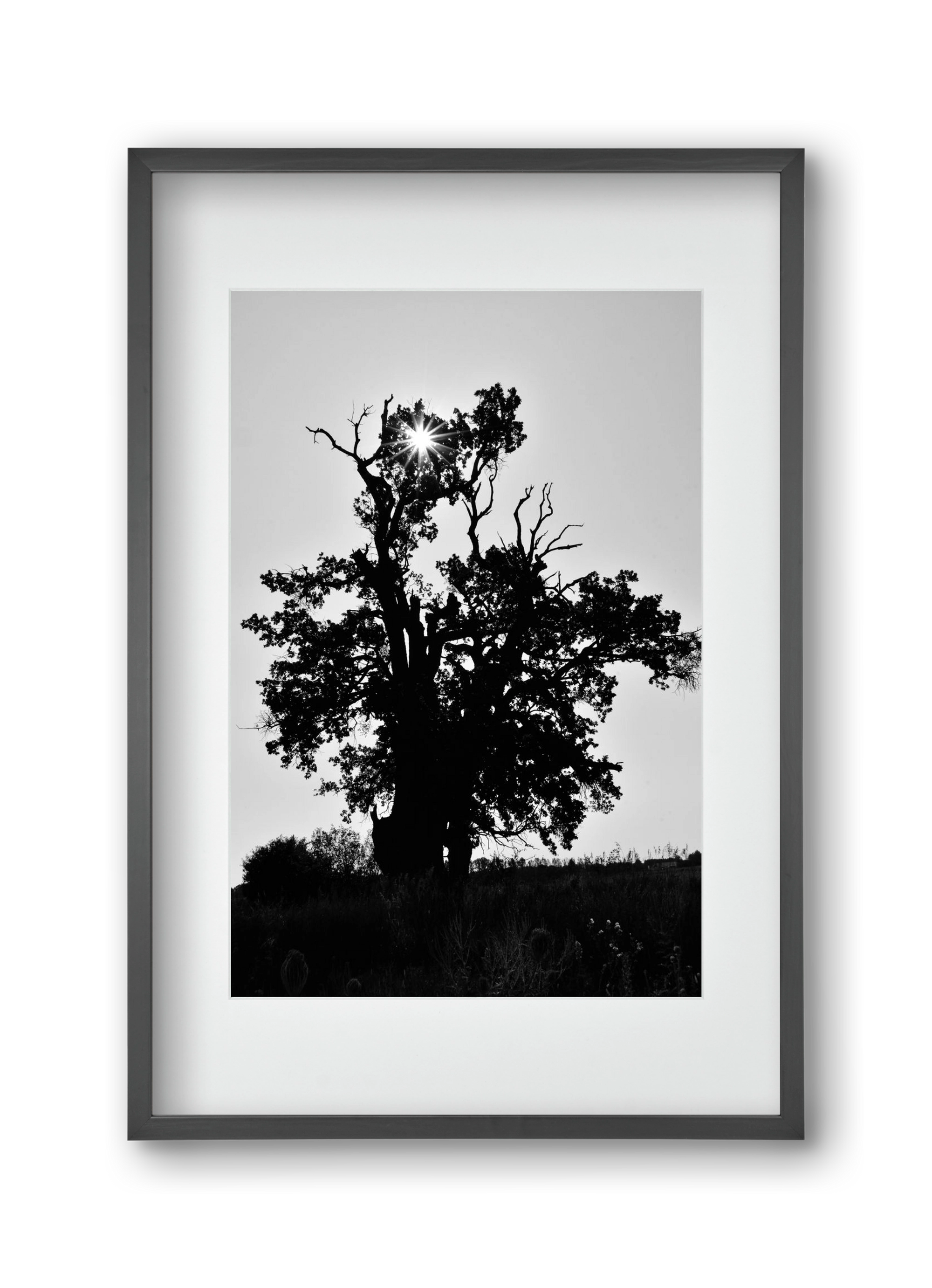 The Oak, 30x45 cm (20x30 cm), Fekete keret, paszpartuval