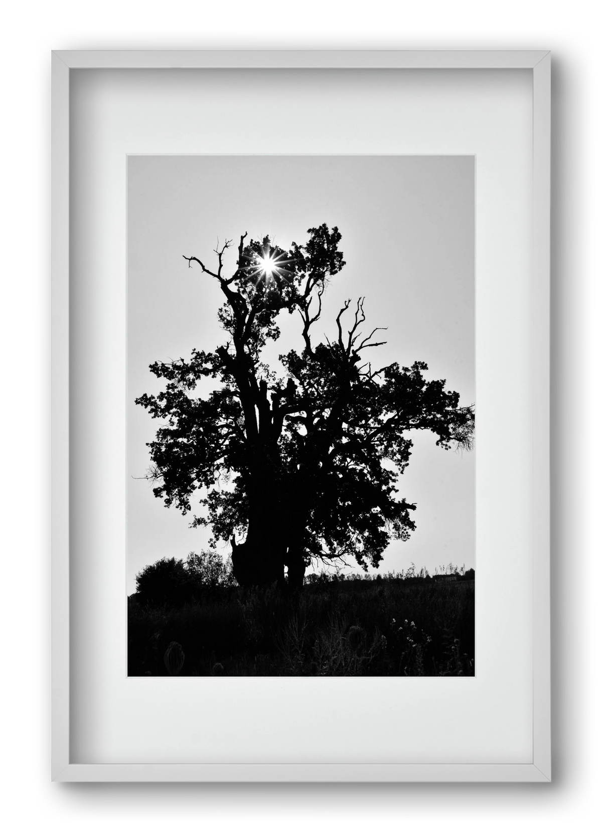 The Oak, 40x60 cm (30x45 cm), Fehér keret, paszpartuval