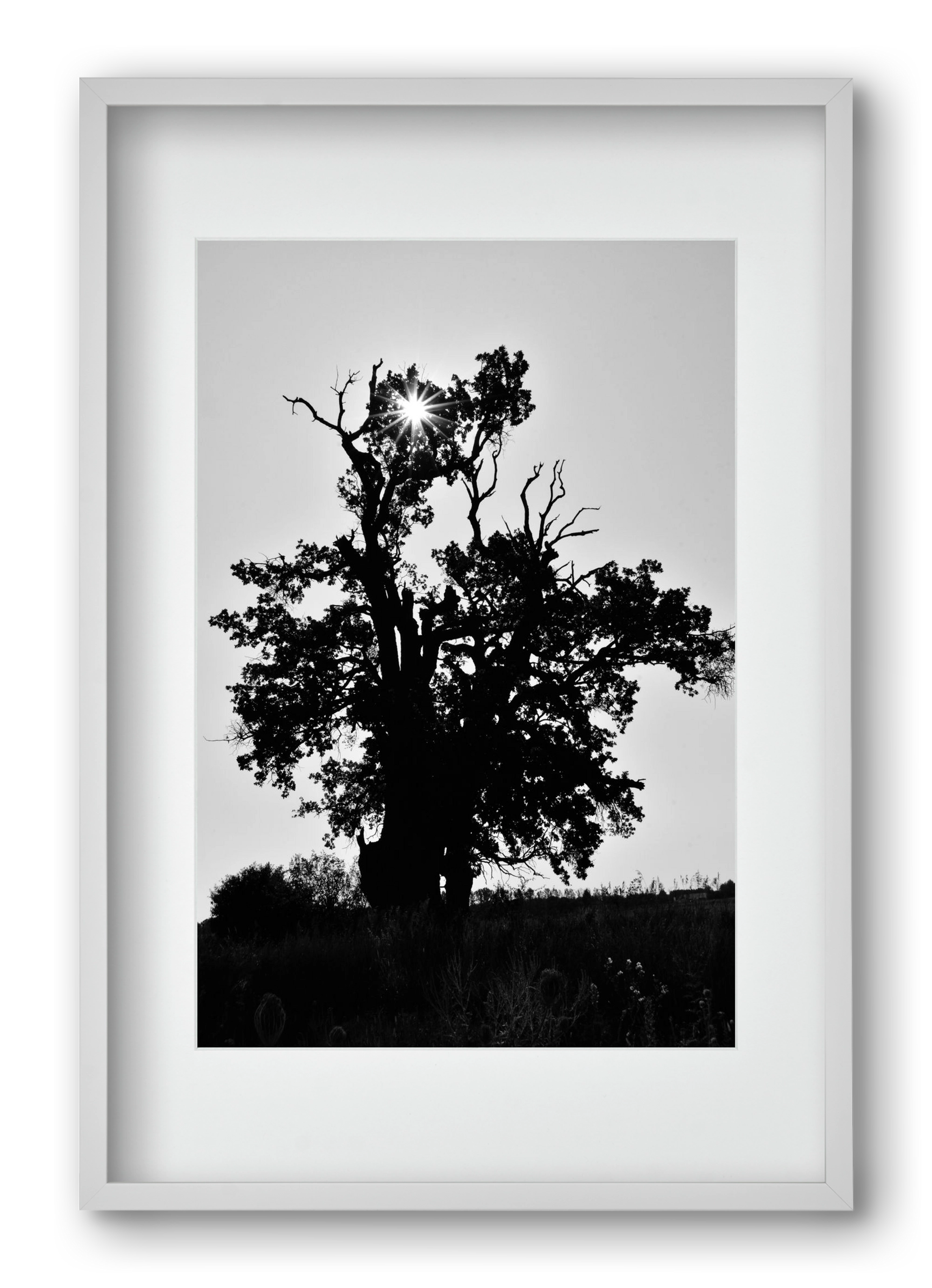 The Oak, 40x60 cm (30x45 cm), Fehér keret, paszpartuval