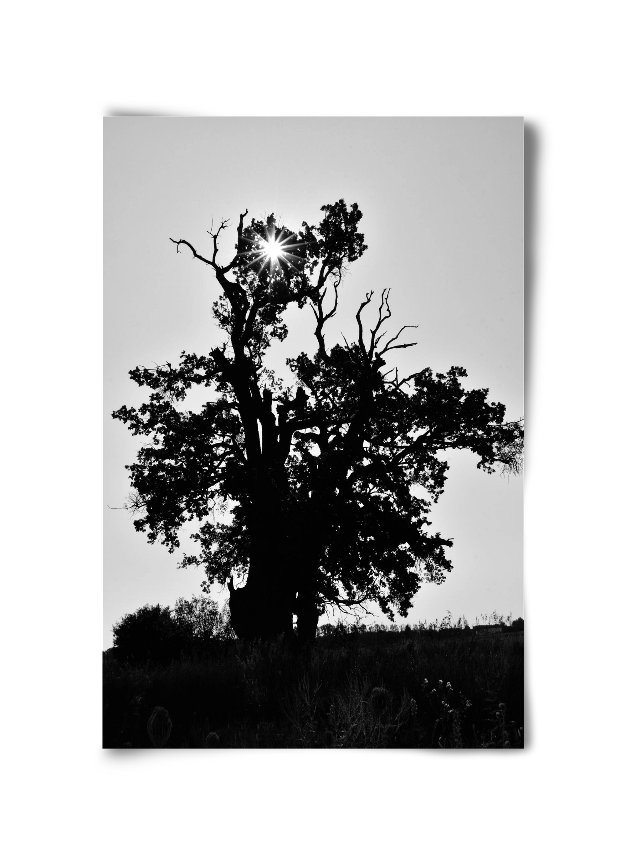 The Oak, 30x45 cm, Keret nélkül