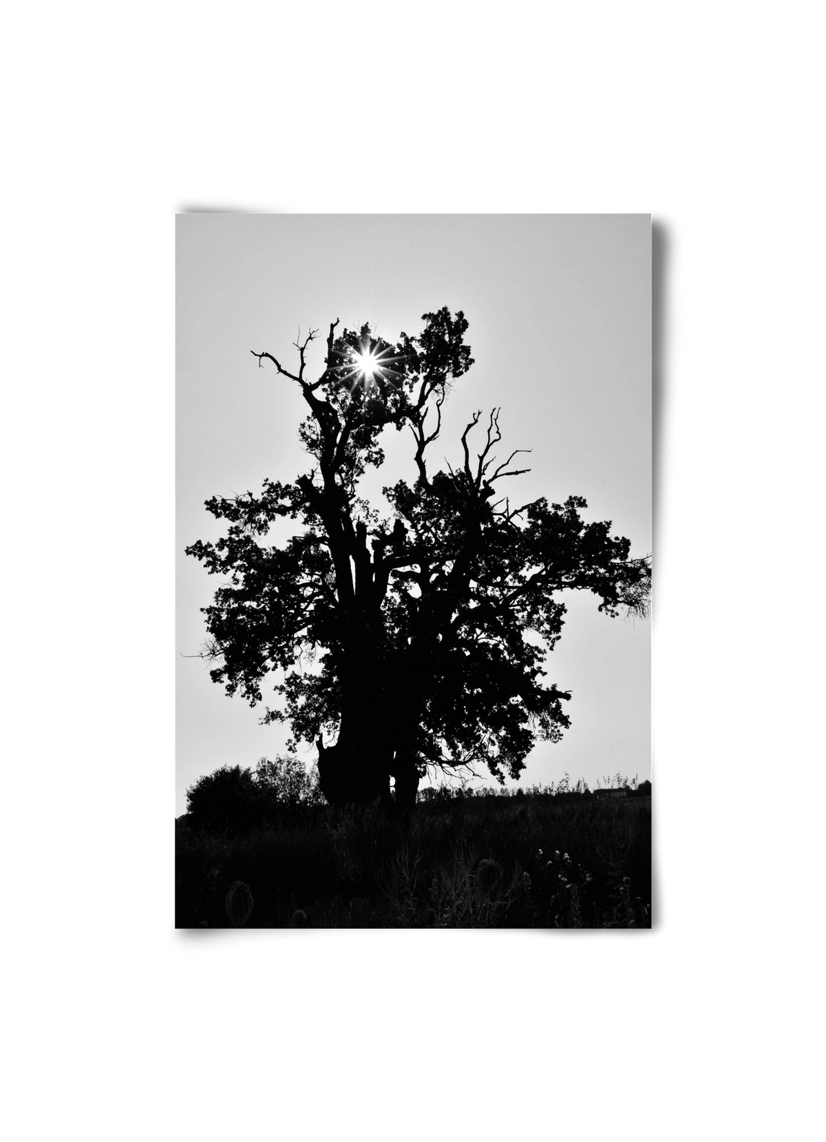 The Oak, 20x30 cm, Keret nélkül