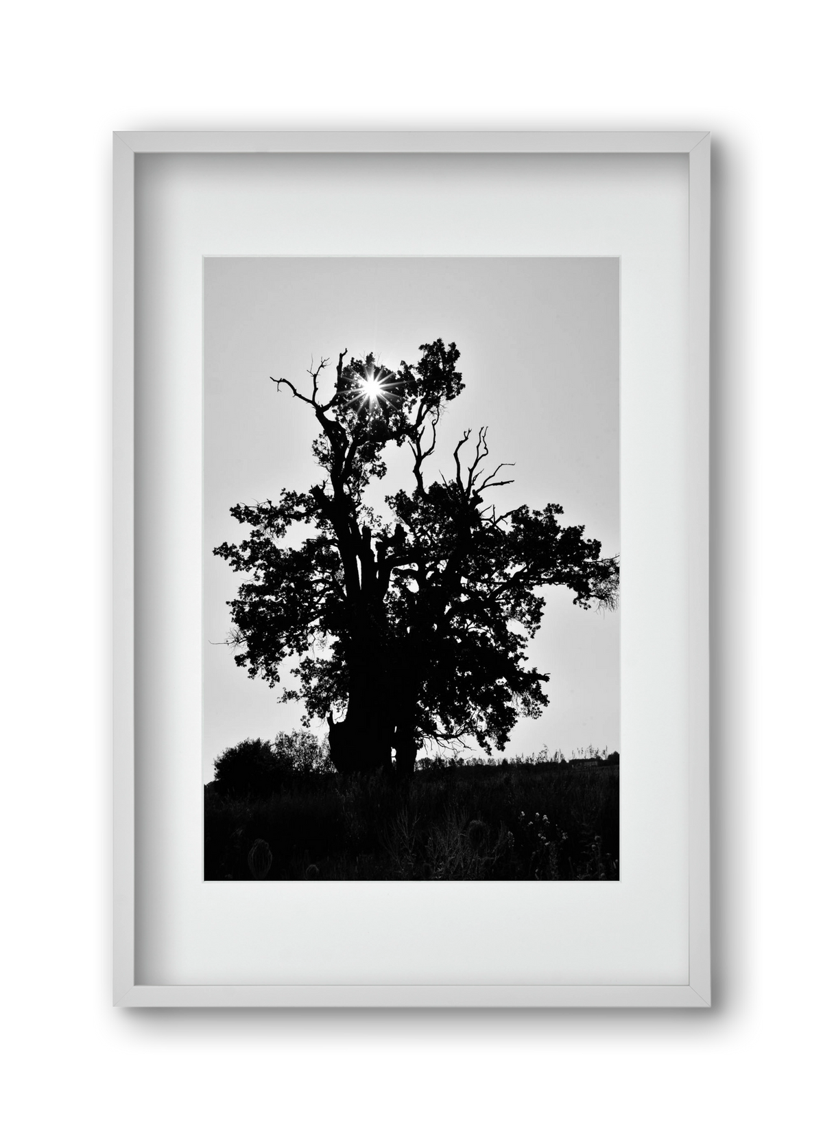 The Oak, 30x45 cm (20x30 cm), Fehér keret, paszpartuval