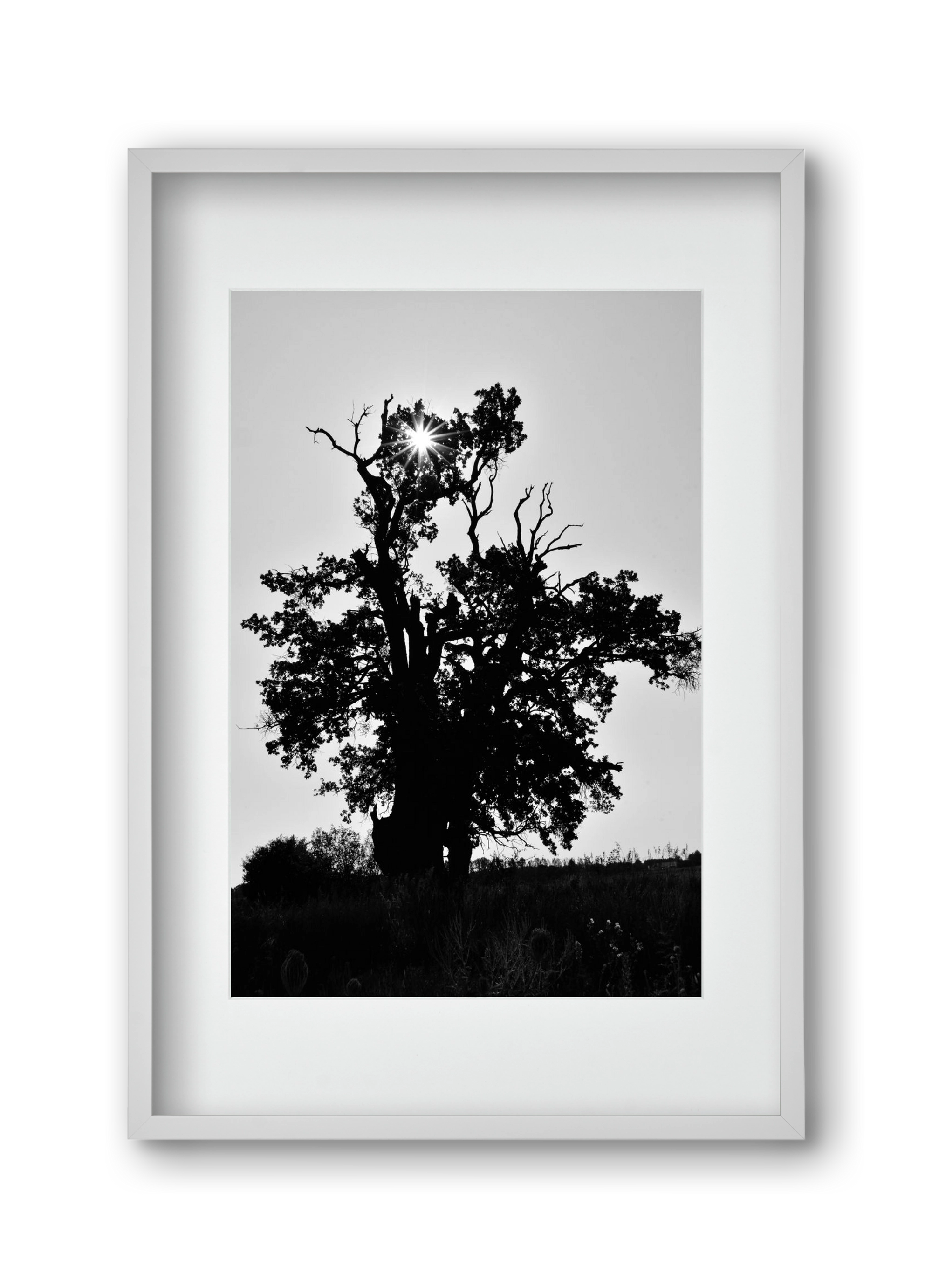 The Oak, 30x45 cm (20x30 cm), Fehér keret, paszpartuval