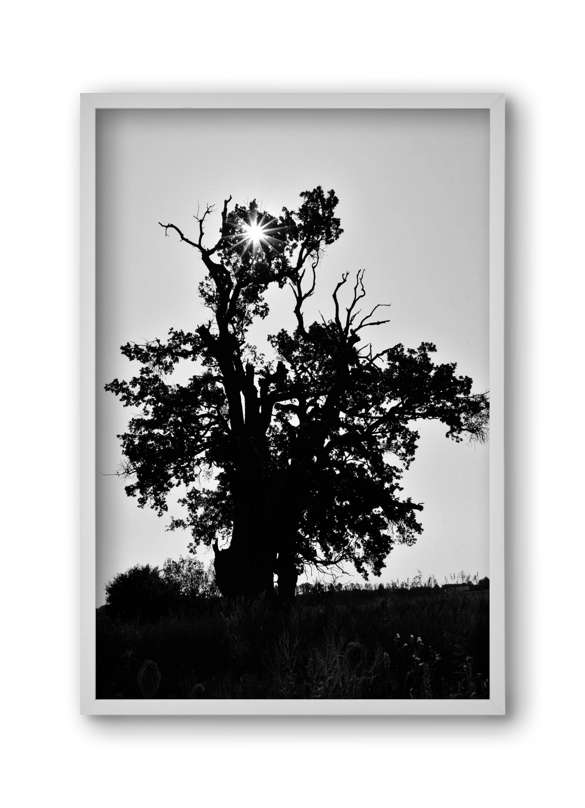 The Oak, 30x45 cm (30x45 cm), Fehér keret