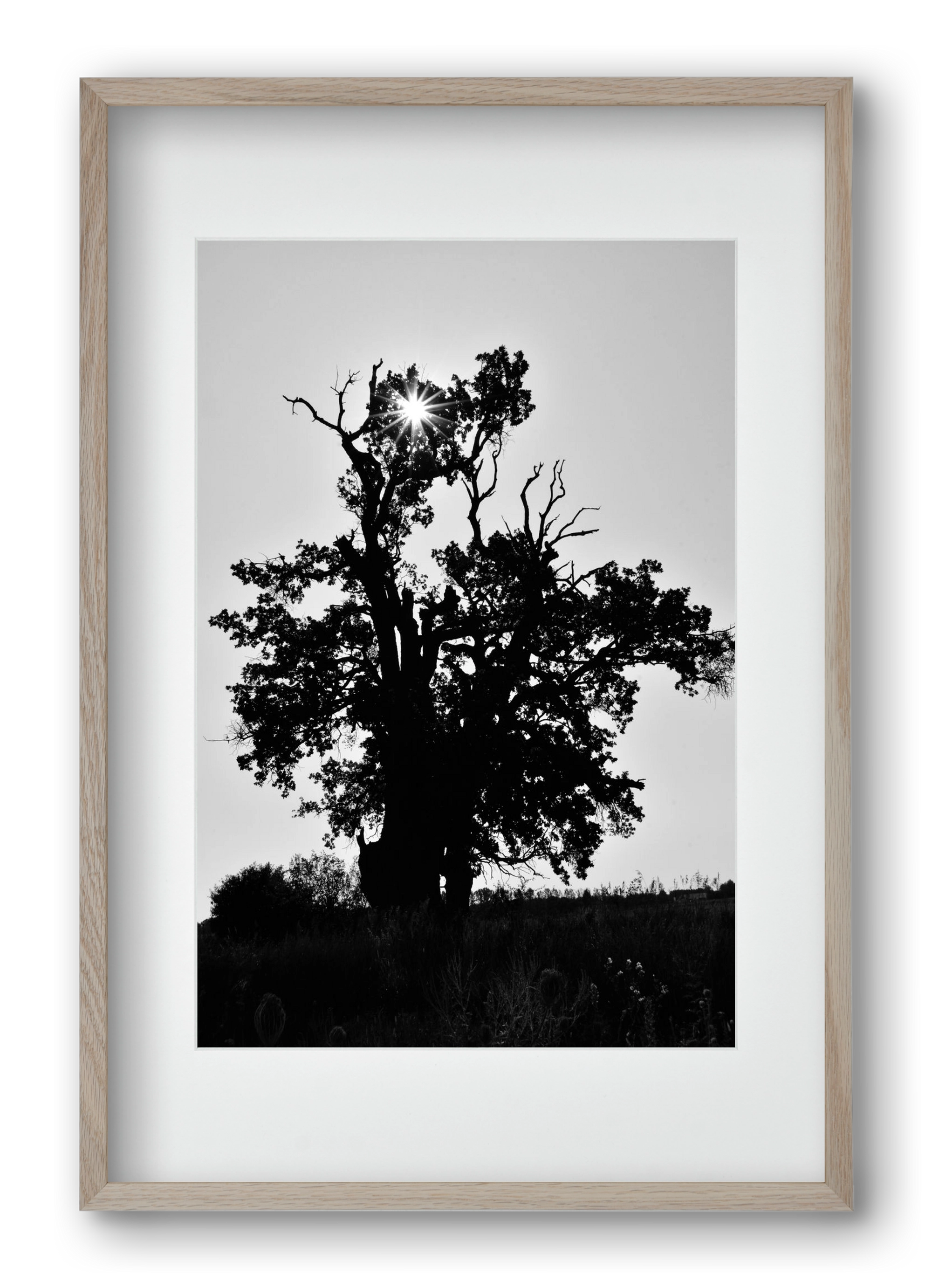 The Oak, 40x60 cm (30x45 cm), Tölgy keret, paszpartuval