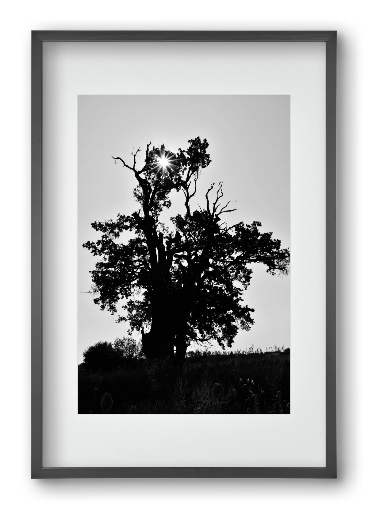 The Oak, 40x60 cm (30x45 cm), Fekete keret, paszpartuval